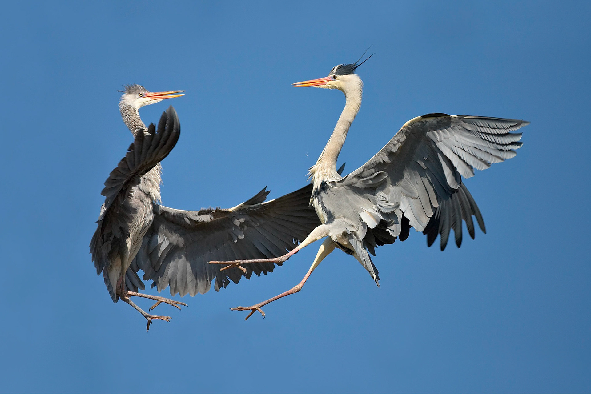 Dogfight