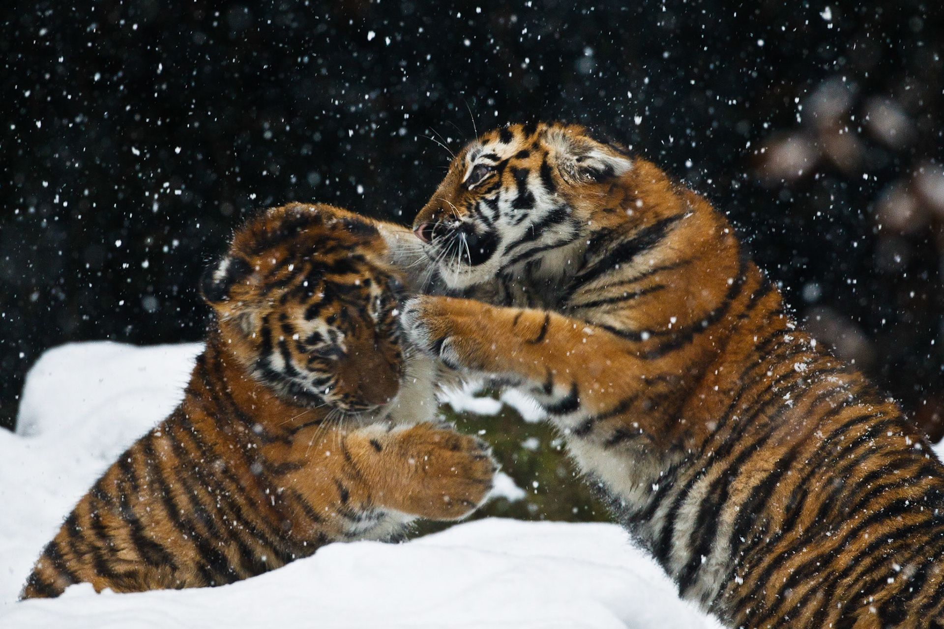 Two Siberian Tiger (Panthera tigris altaica) cubs (brothers) playfighting in heavy snow fall (Captive)