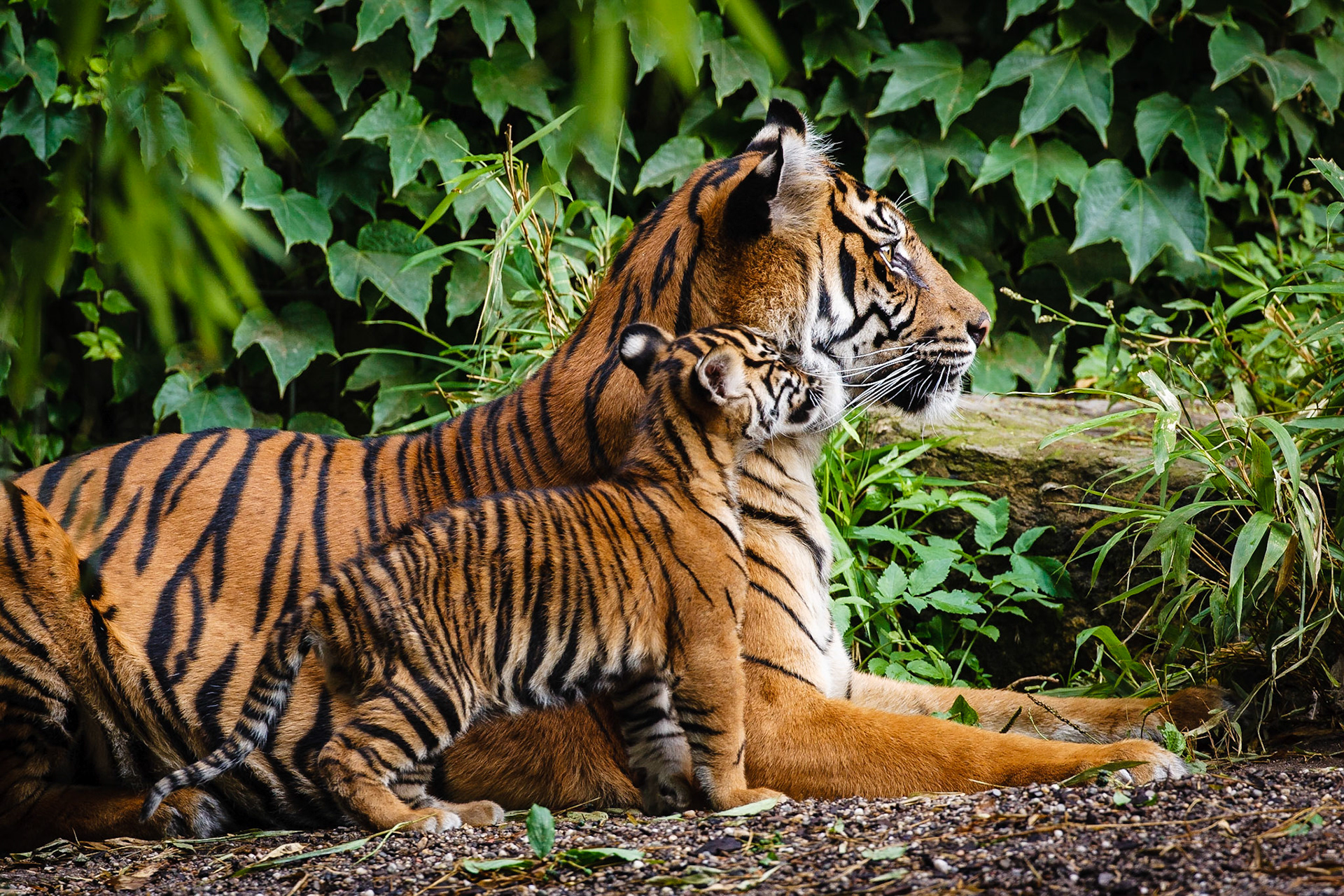 Sumatra-Tigerin Dumai tauscht mit Ihrem 2 Monate alten Sohn Satu in der Stuttgarter Wilhelma Zärtlichkeiten aus.