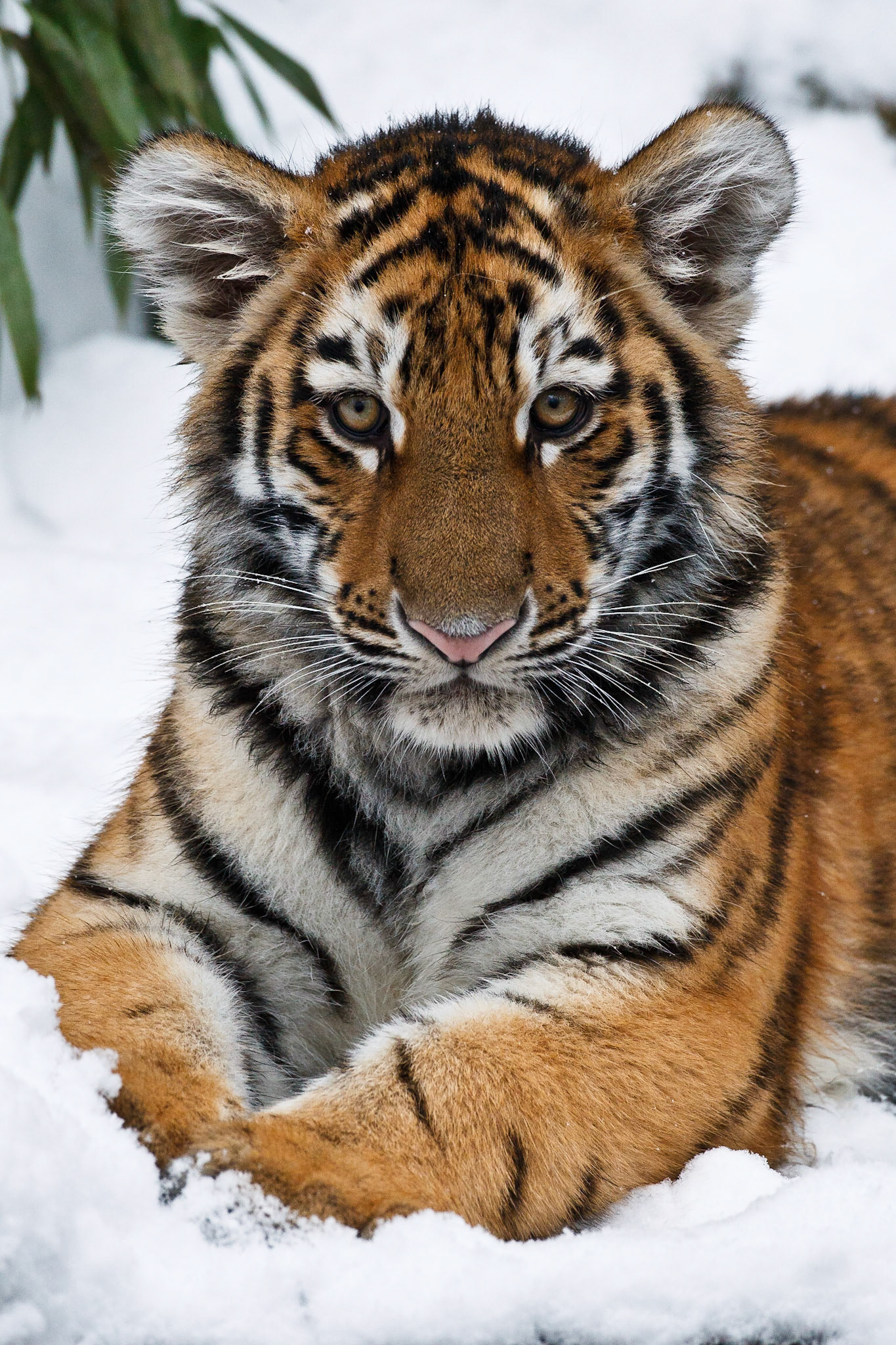 Siberian Tiger (Panthera tigris altaica) cub lying in the snow (Captive)