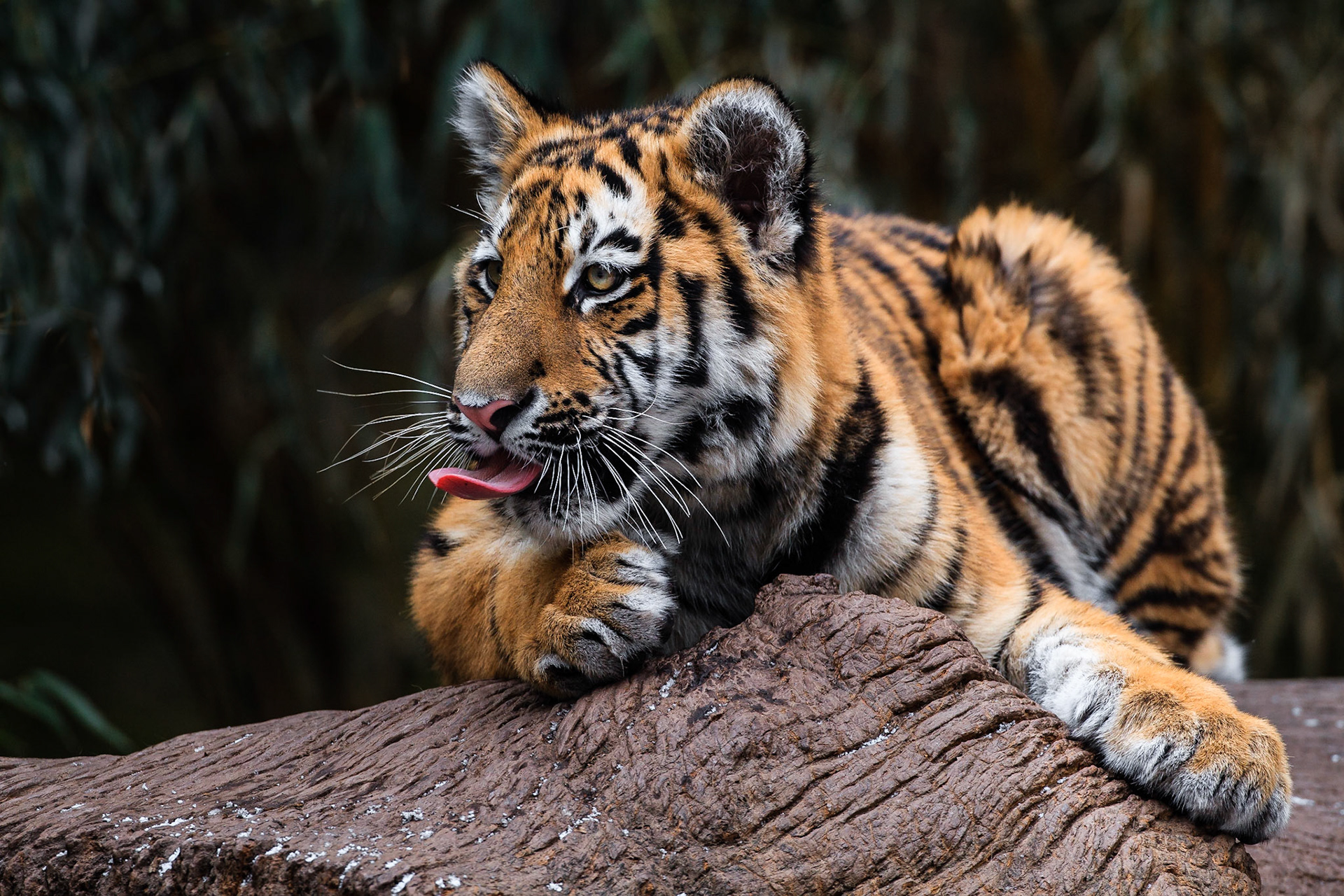 Siberian Tiger (Panthera tigris altaica) cub sticking out his tongue (Captive)