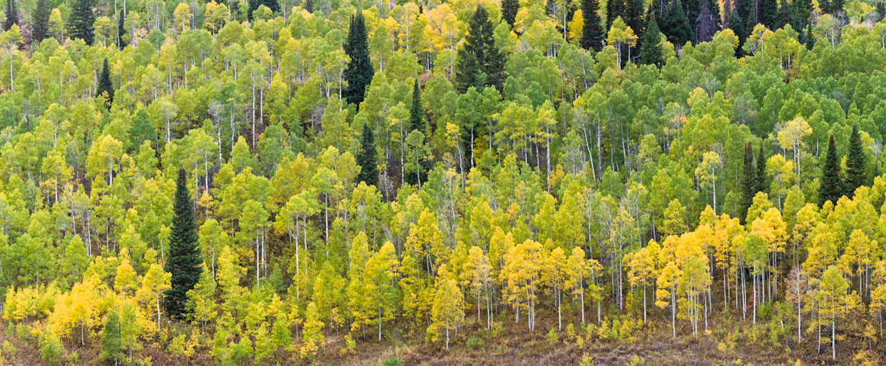 A thousand Shades of Green