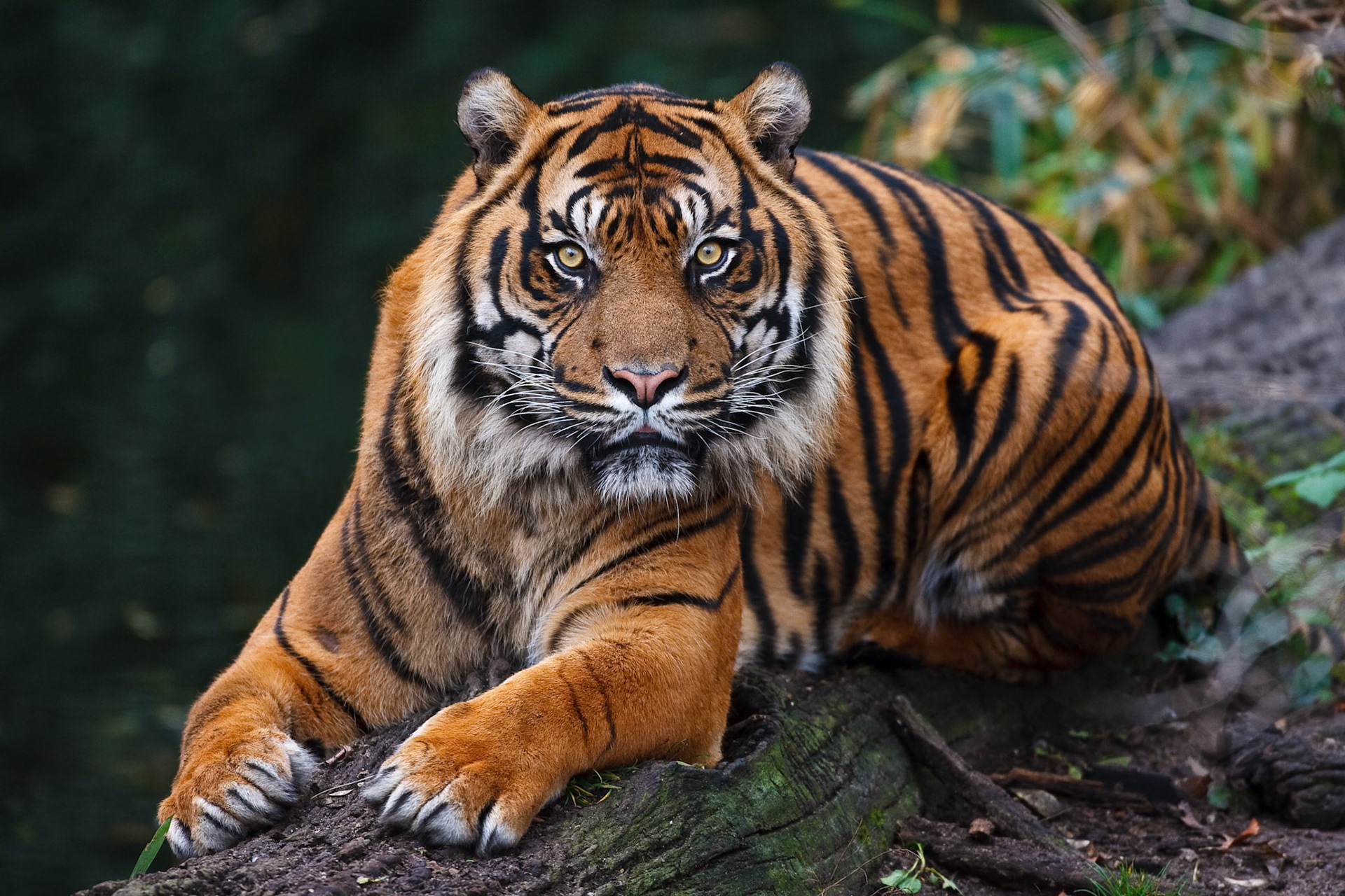 Sumatran Tiger Carlos is closely watching the game keeper Lothar Haag together with the photographer on one of his (the tiger's) first days at the Wilhelma zoo in Stuttgart
