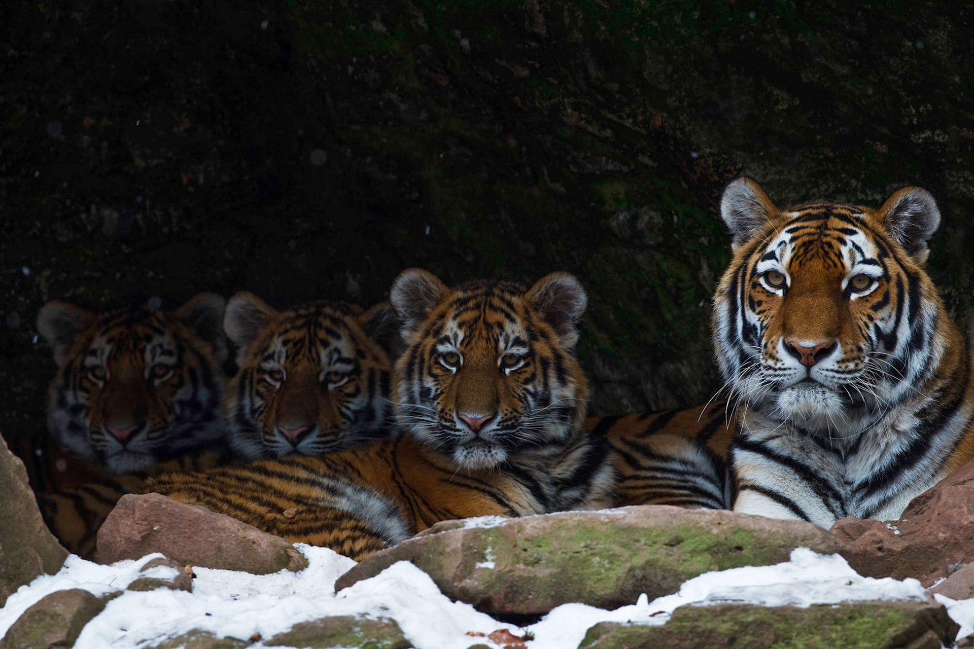 Siberian Tiger (Panthera tigris altaica) mother resting together with her three male cubs in a small cave (Captive)