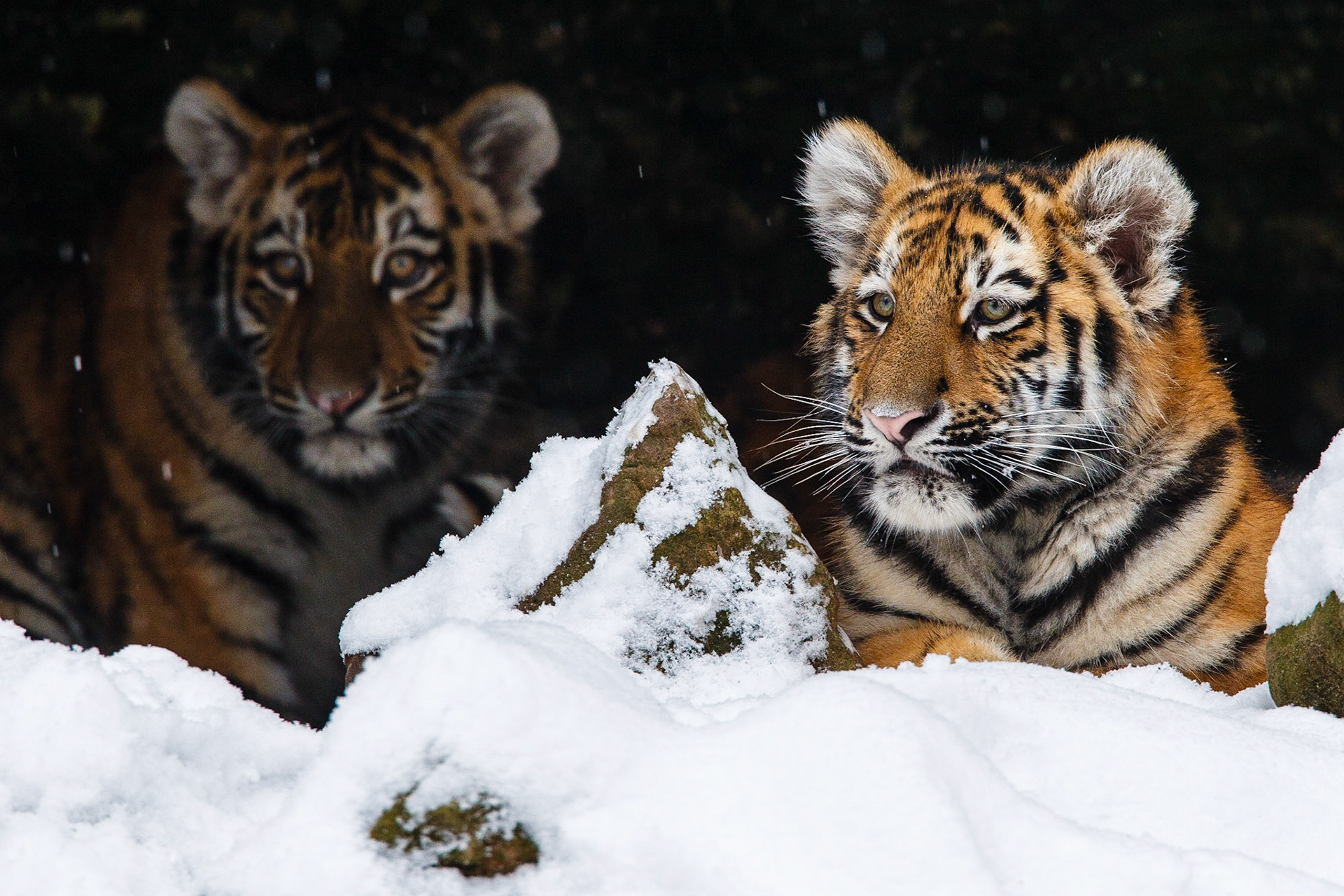 Two Siberian Tiger (Panthera tigris altaica) cubs (brothers) hiding from the snow in a little cave (Captive)