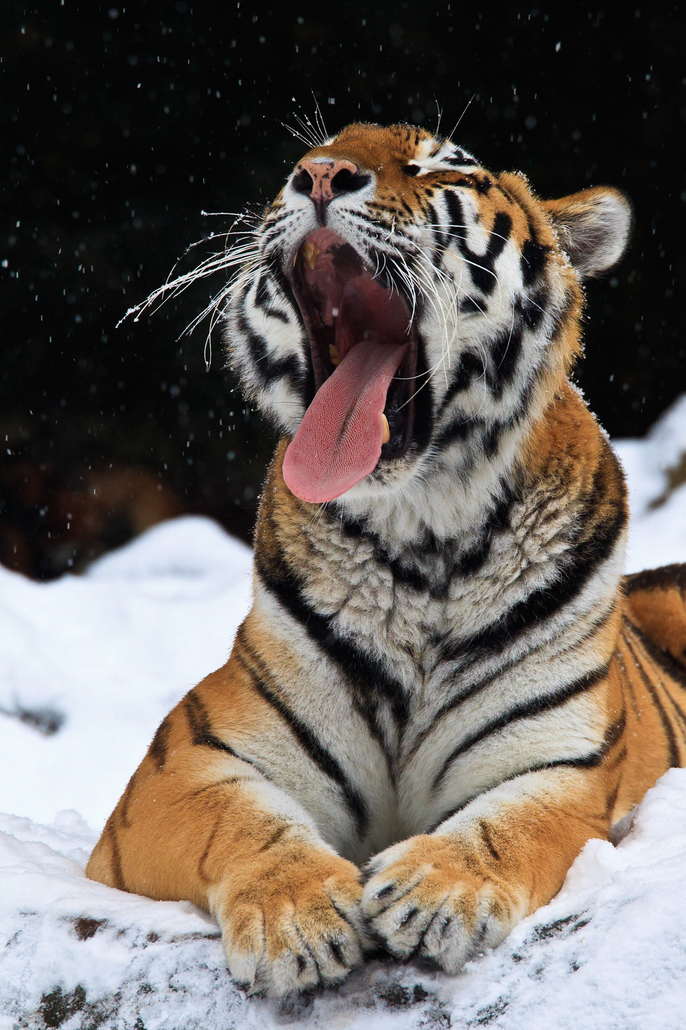 Siberian Tiger (Panthera tigris altaica) yawning while lying in the snow (Captive)