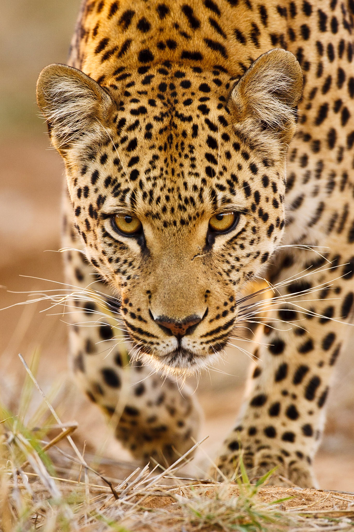 Silent Hunter