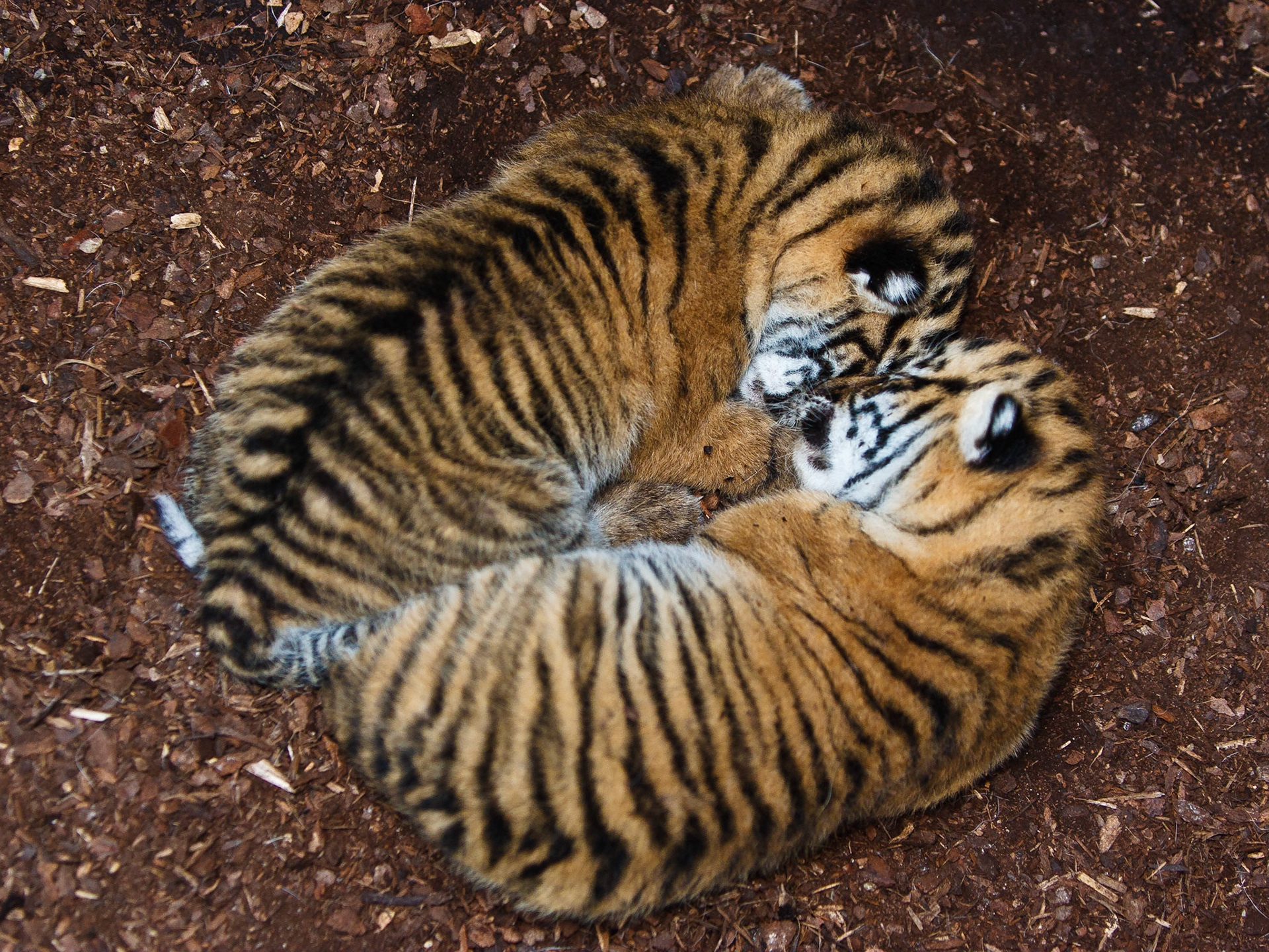 Die beiden Sumatra-Tiger-Brüder Satu und Dua, 7 tage alt und noch mit geschlossenen Augen beim Schlafen. Sie waren der erste Nachwuchs der Tigerin Dumai in der Stuttgarter Wilhelma. Vater ist der Kater Tuan.