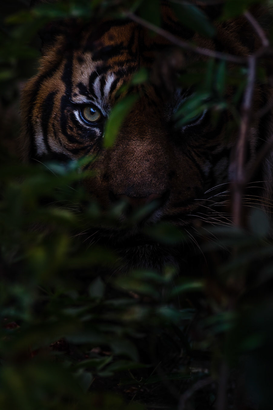 The Eye of the Tiger II