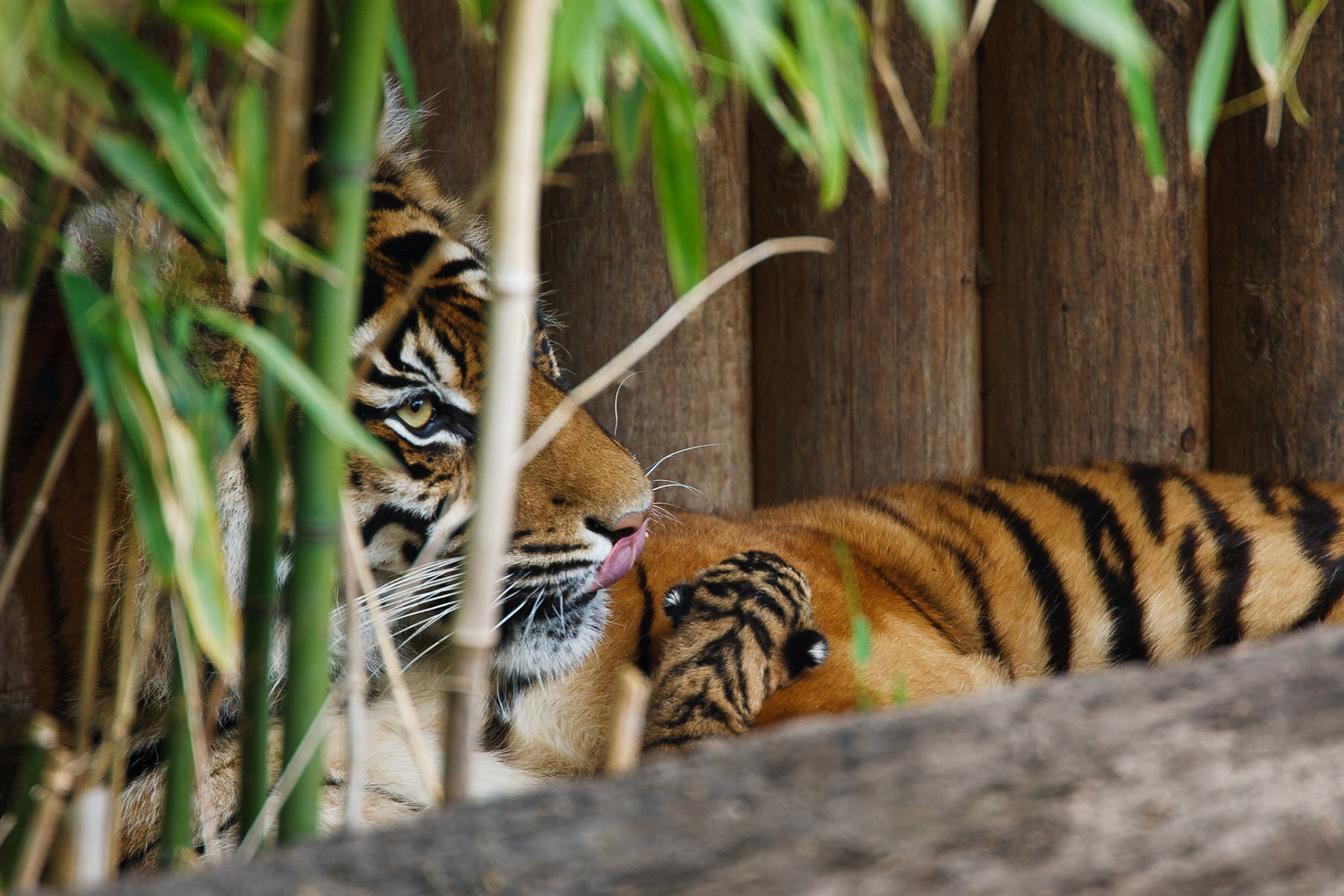 Sumatra-Tigerin Dumai aus der Stuttgarter Wilhelma mit ihrem ersten Nachwuchs. Das Tiger-Baby ist keine 24 Stunden alt.