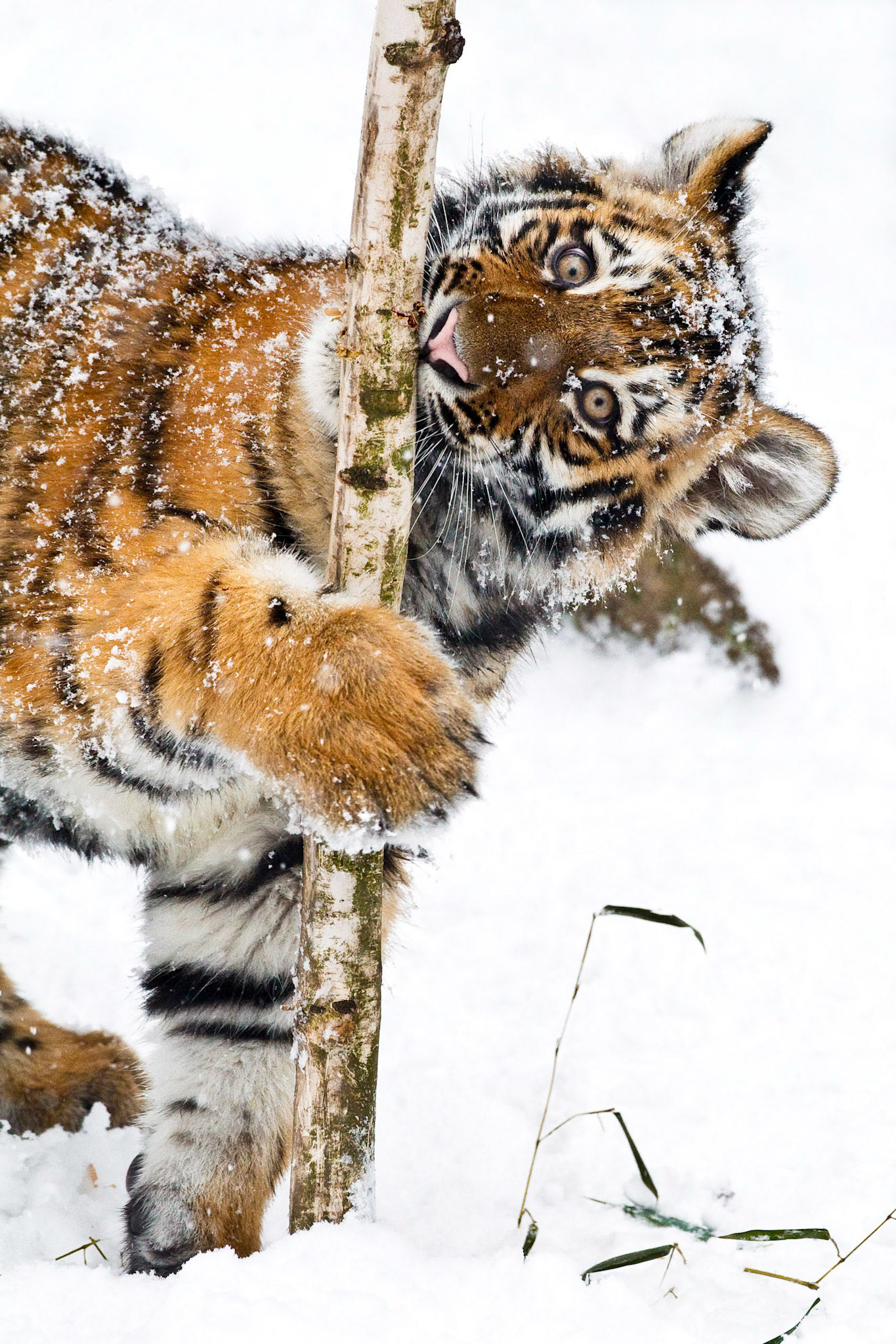 Siberian Tiger (Panthera tigris altaica) cub playing with a small birch tree (Captive)