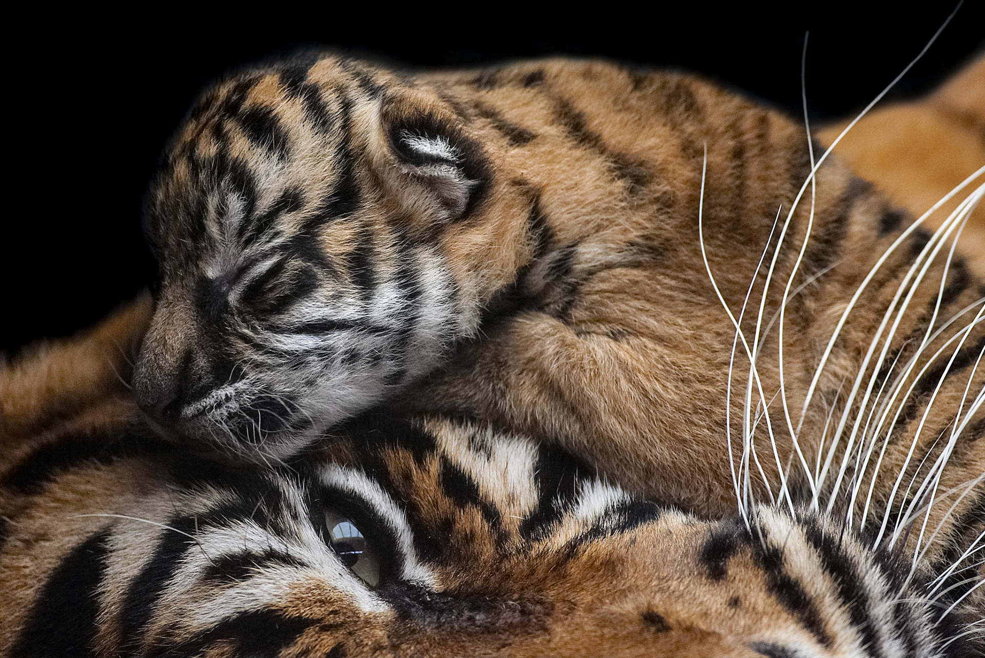 Sumatra-Tigerin Dumai mit Ihrem zweiten Nachwuchs in der Stuttgarter Wilhelma. Das Tiger-Baby ist noch keine 10 Tage alt und damit noch blind und komplett auf die Mutter angewiesen.