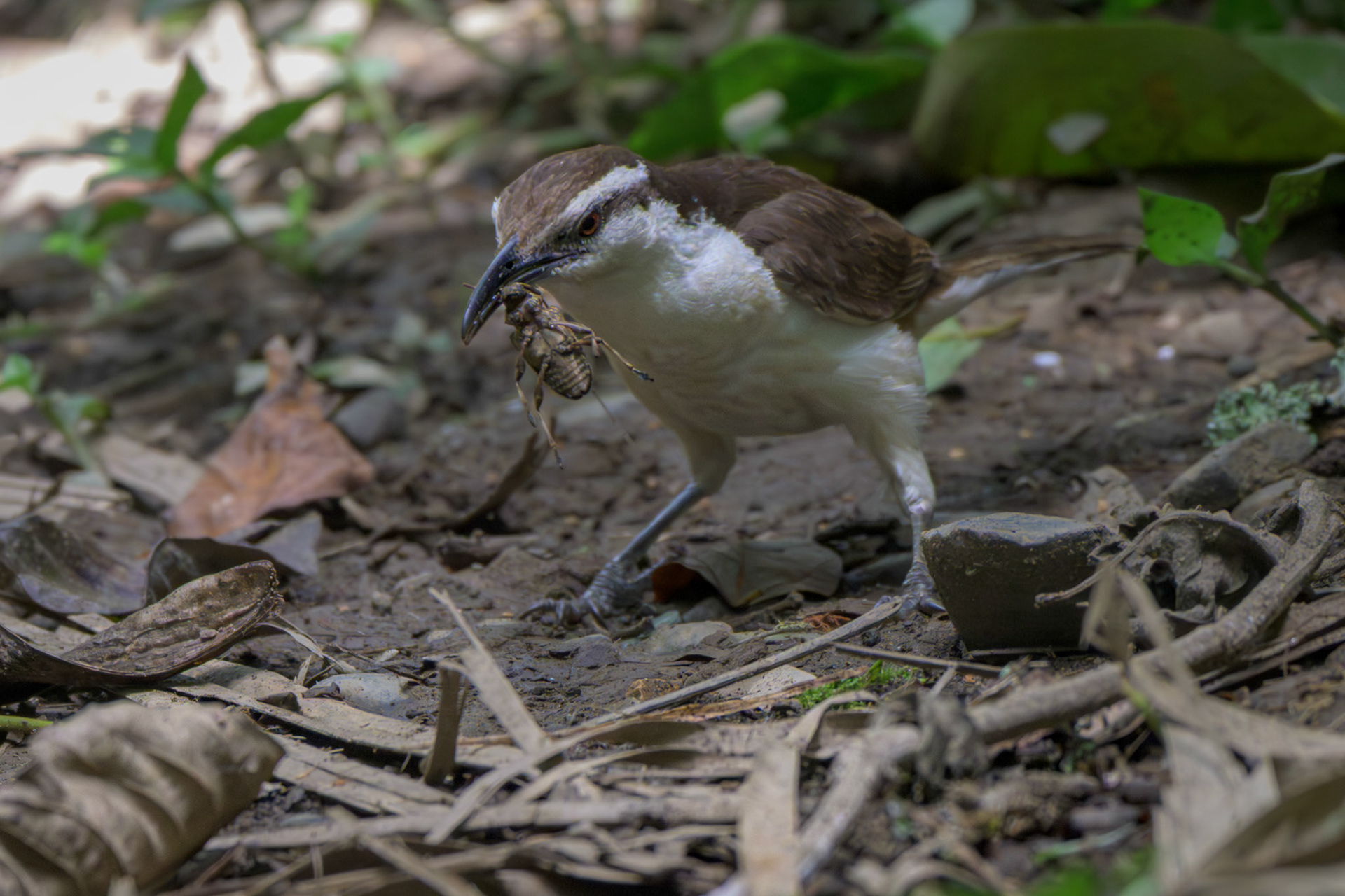 Bicolored Wren