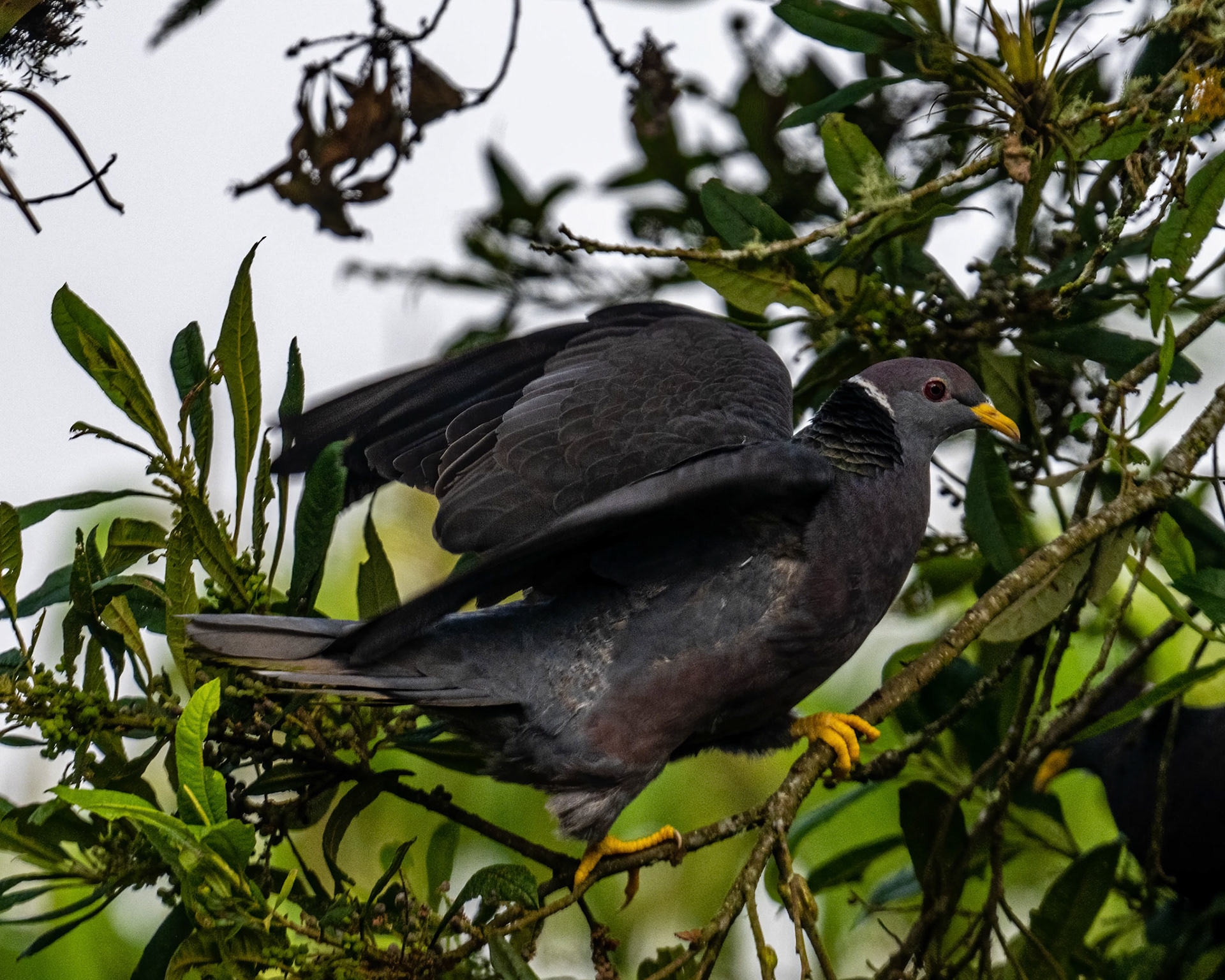 Band-tailed pigeon