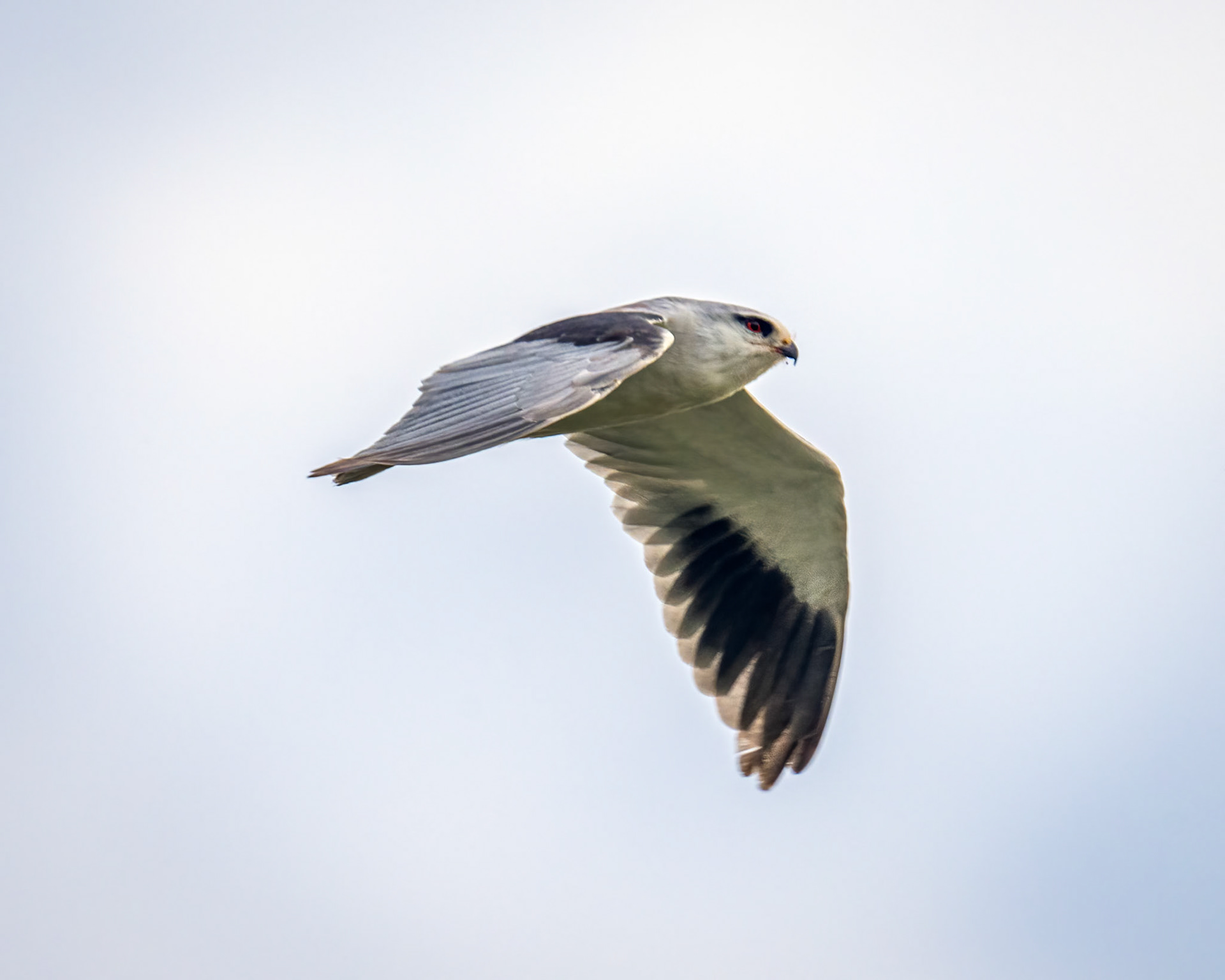 Black-winged kite