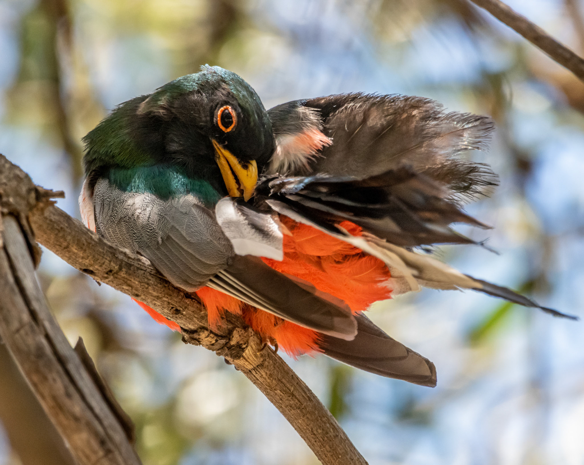 Elegant Trogon