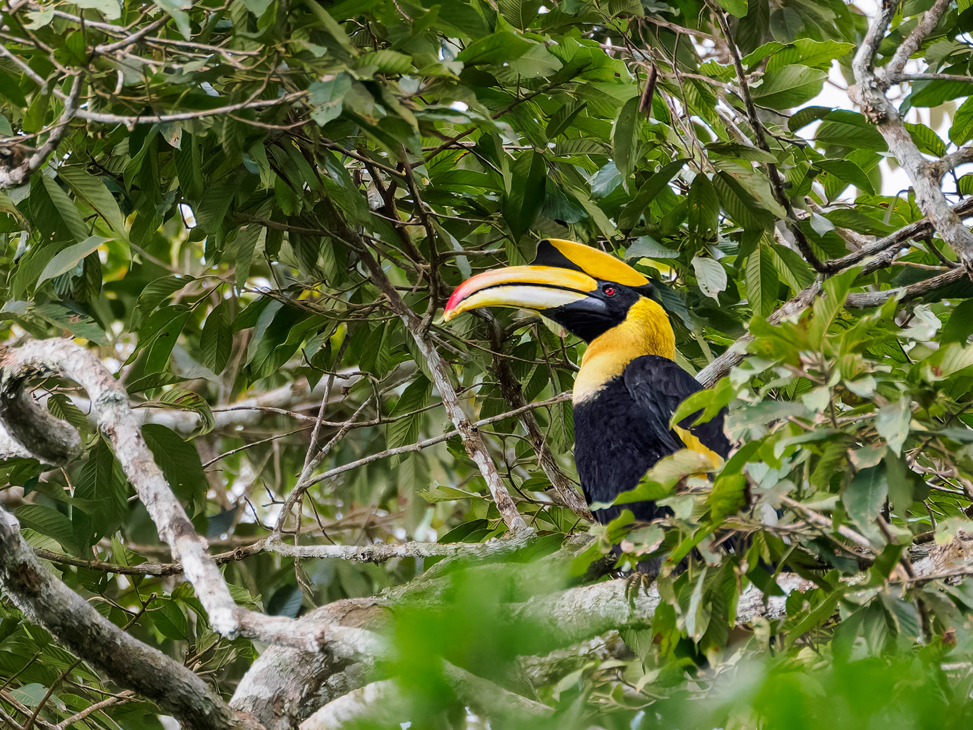 Great Hornbil