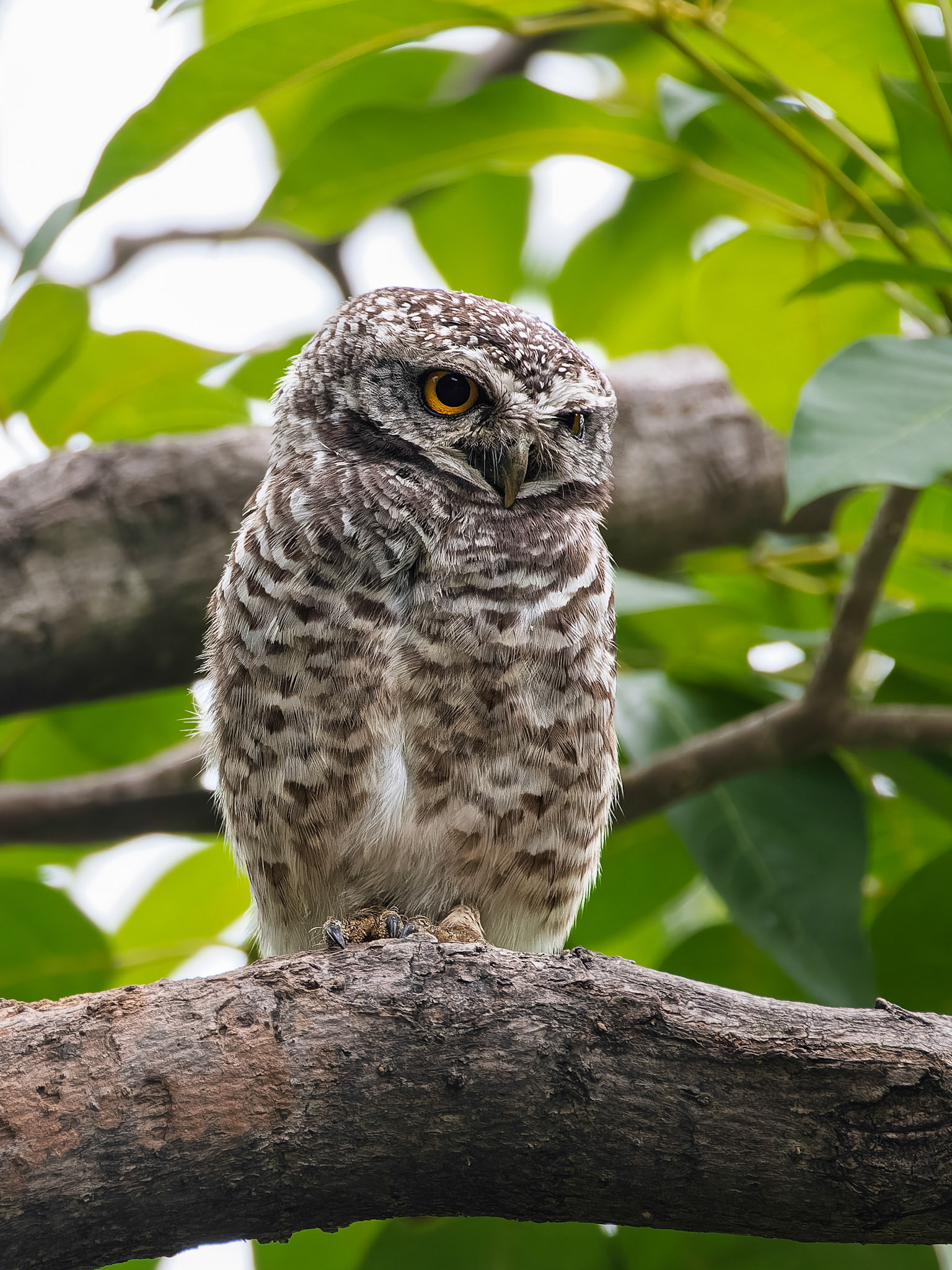 Asian Barred Owlet