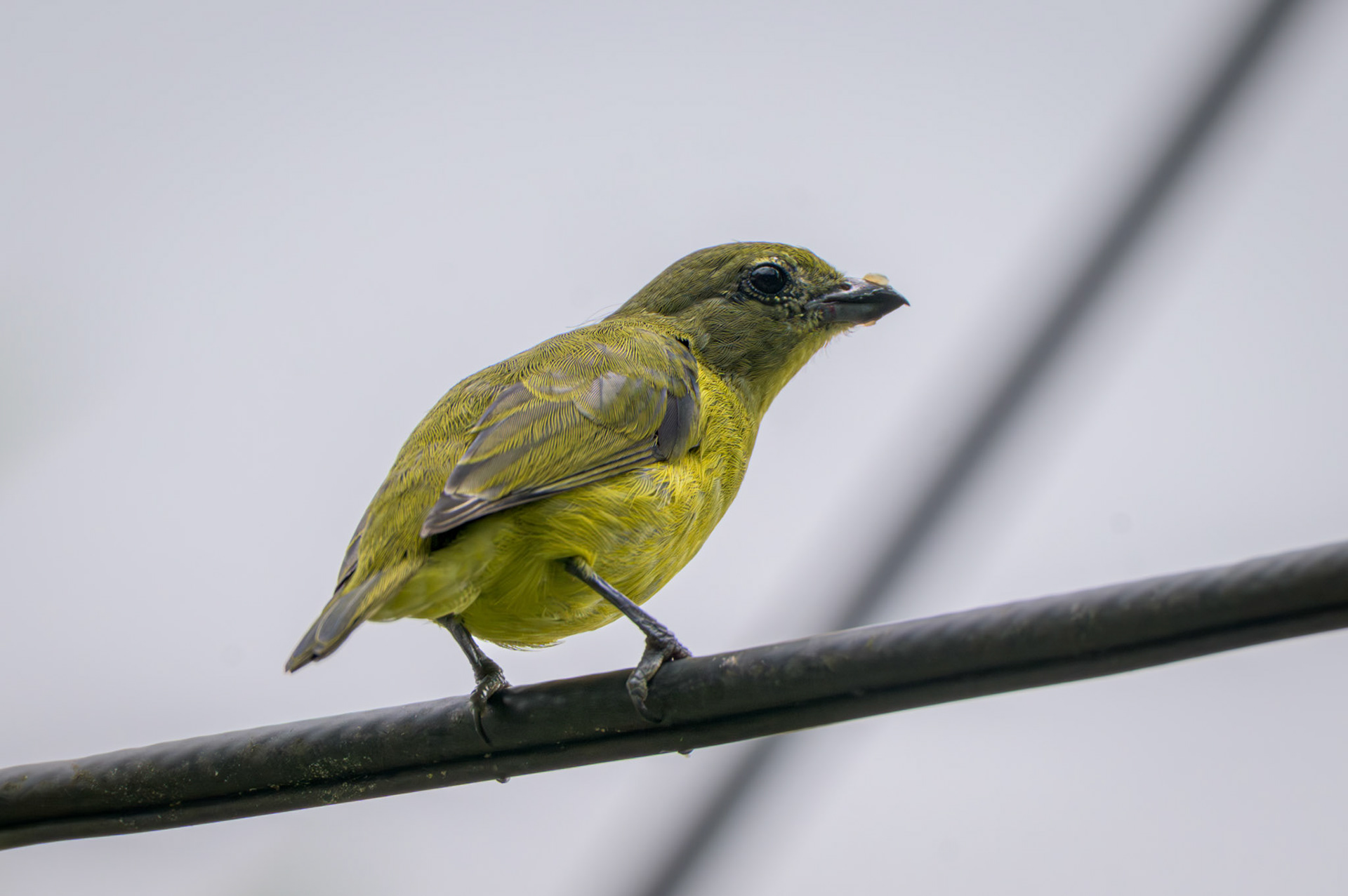 Thick-billed Euphonia