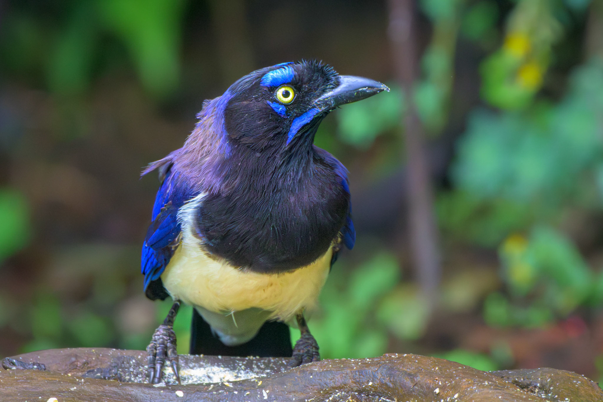 Black-chested Jay