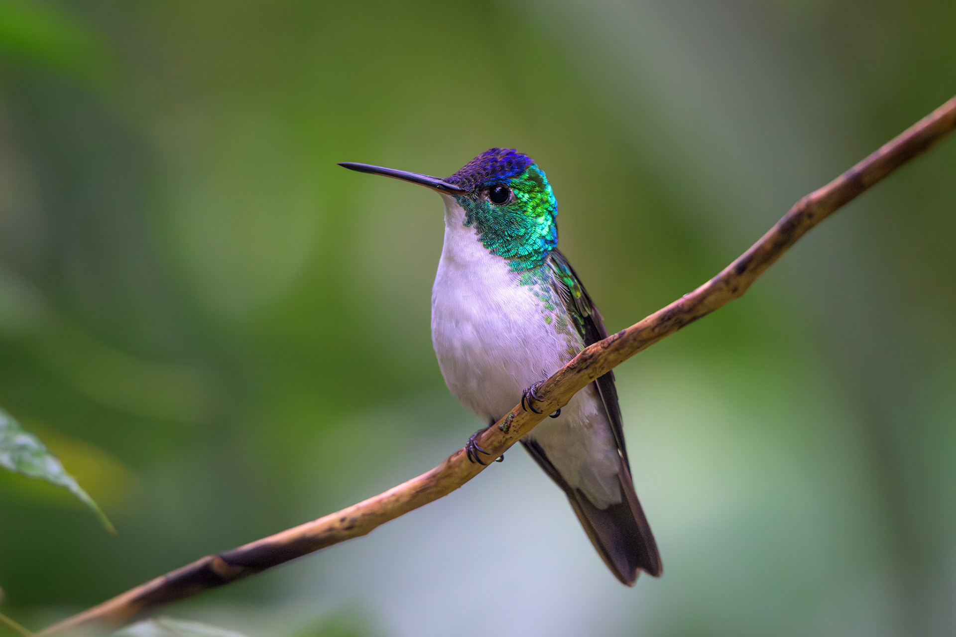 Andean Emerald