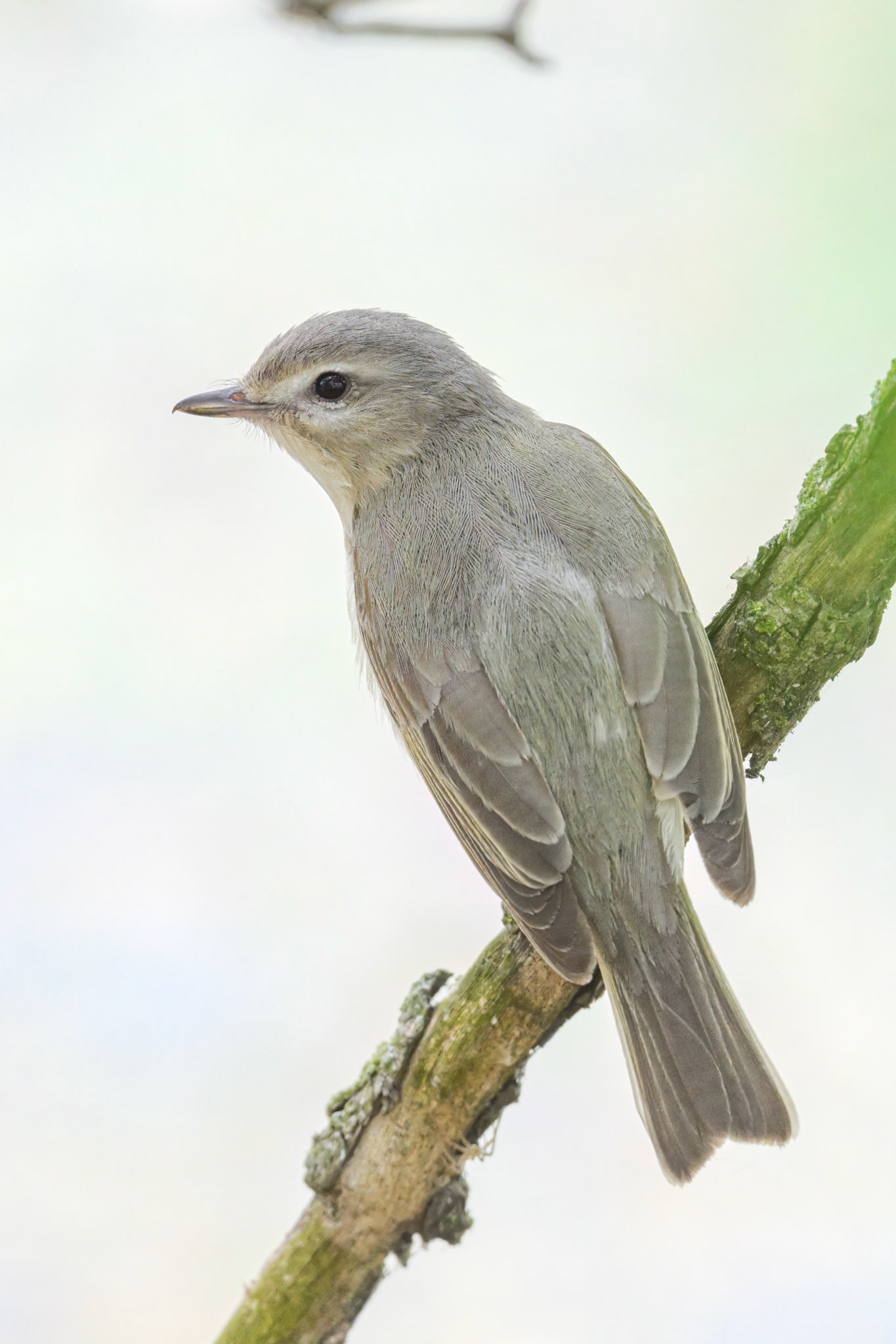 Warbling vireo