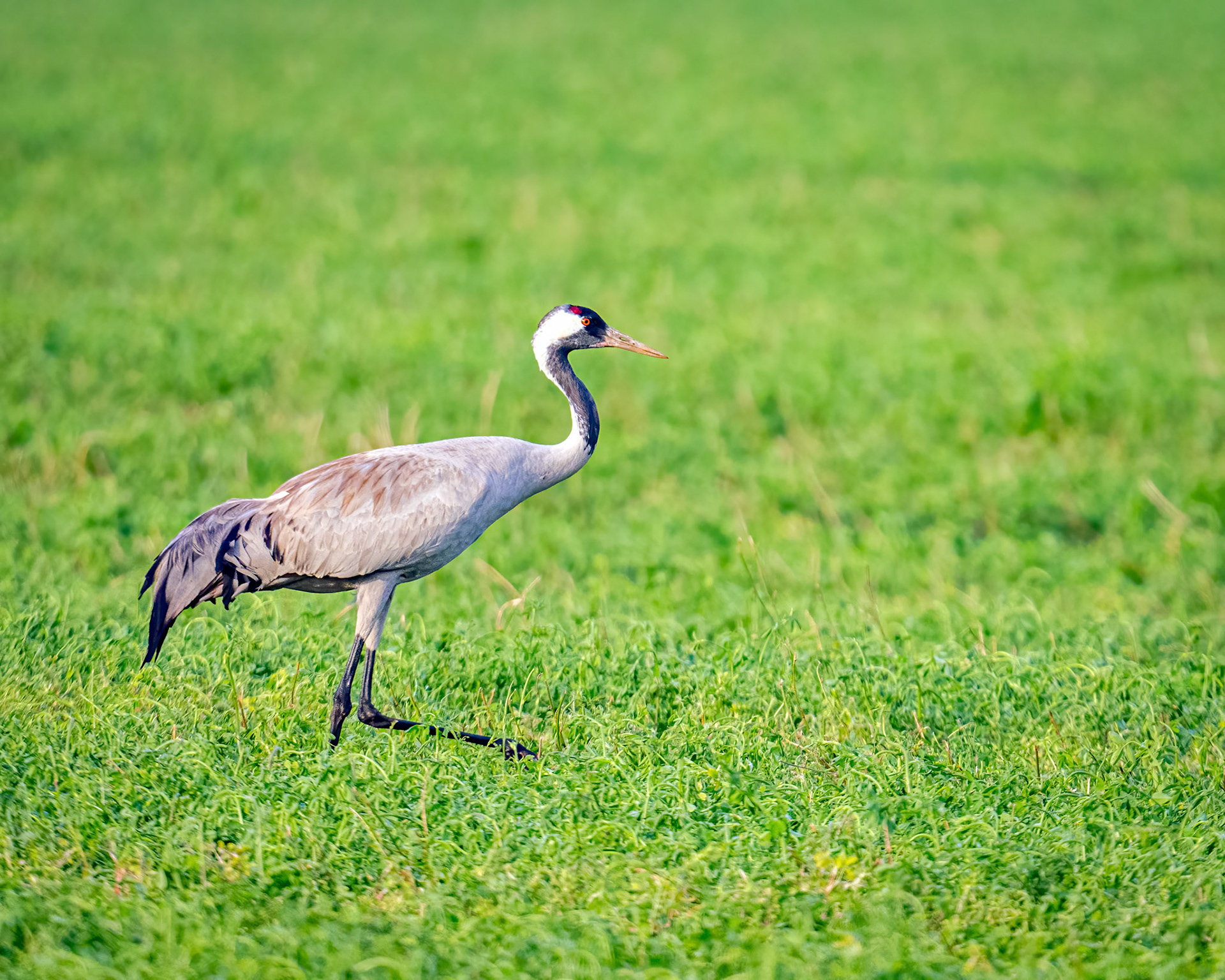 Common crane