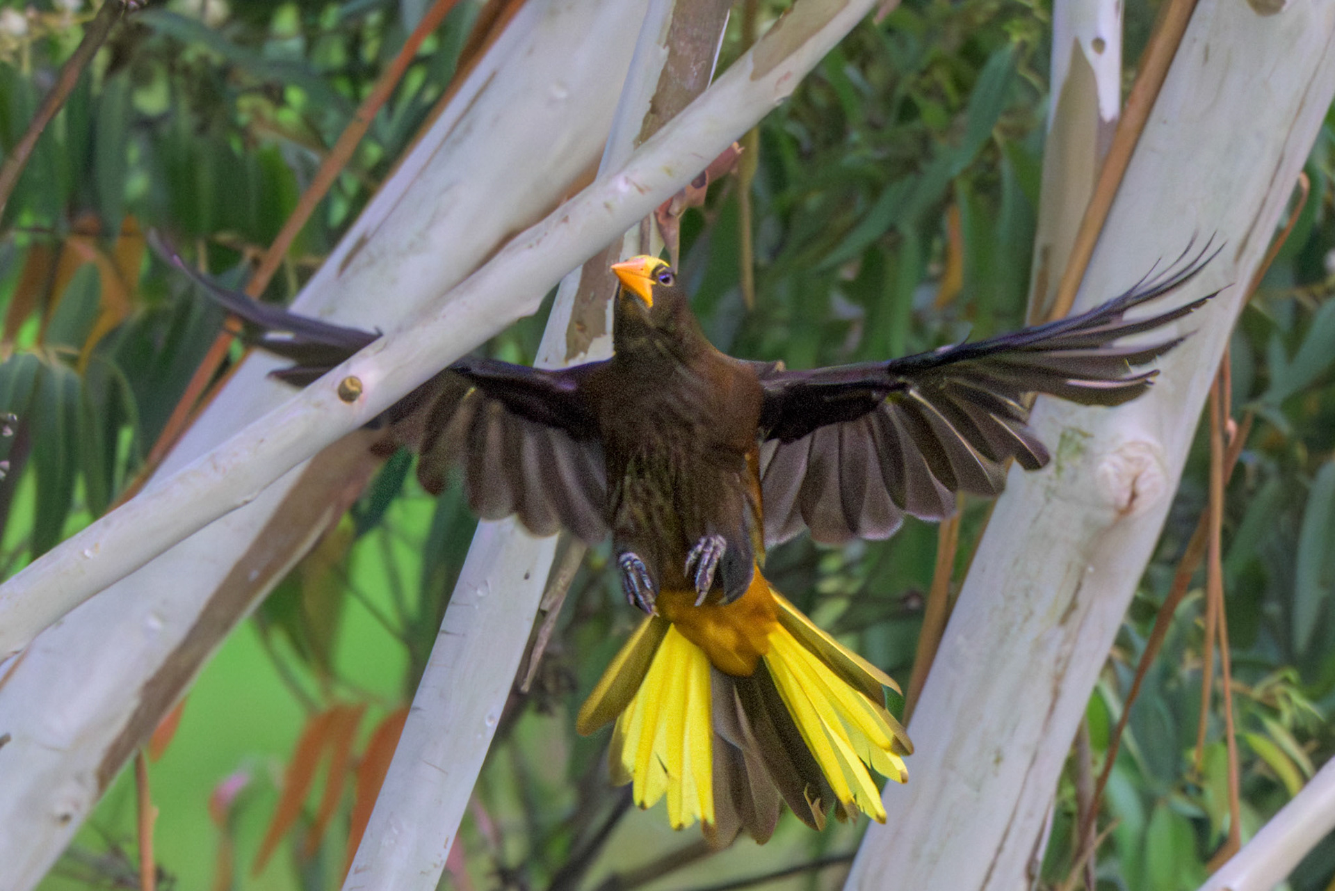 Russet-backed Oropendola