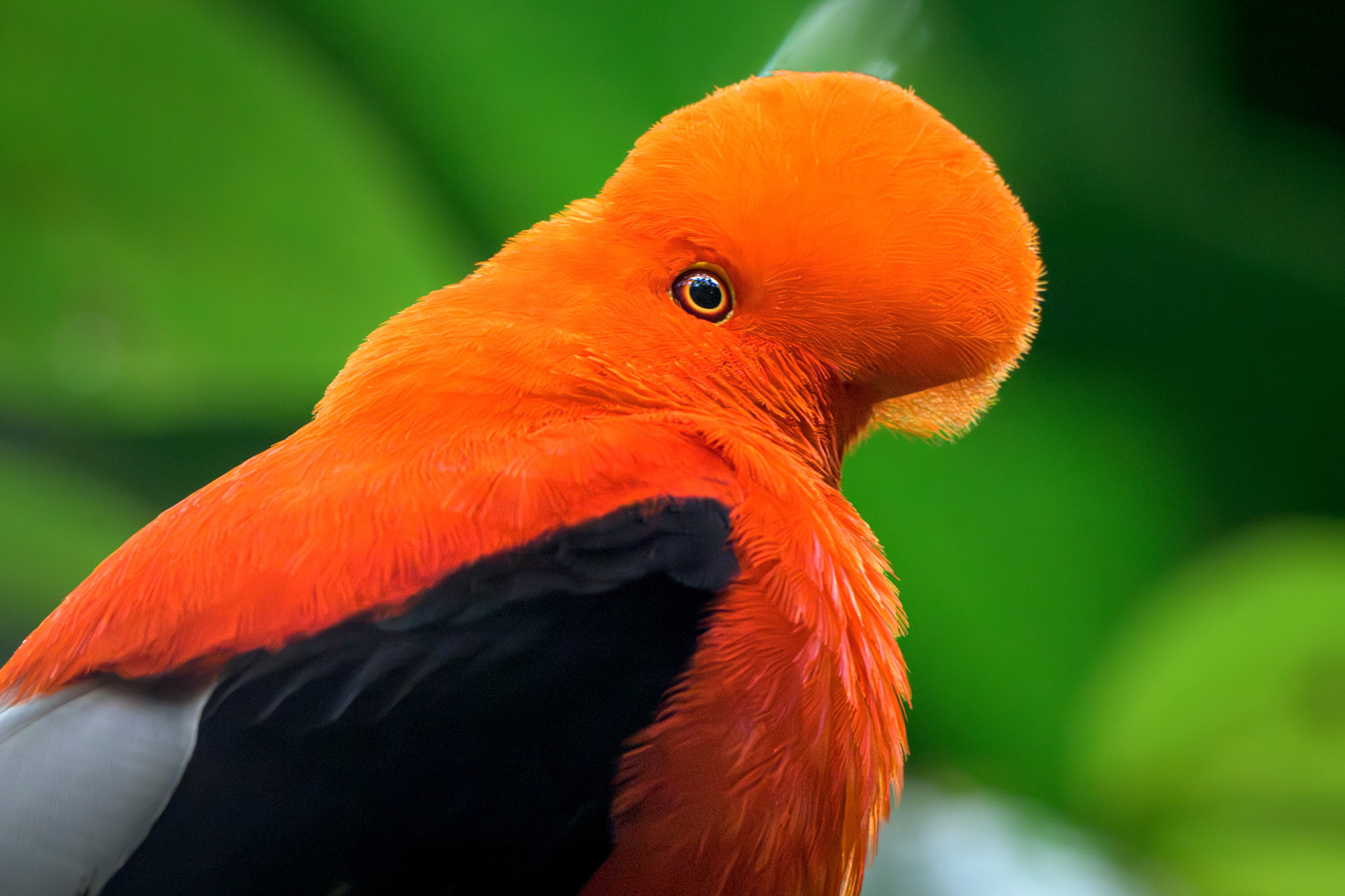 Andean Cock of the Rock