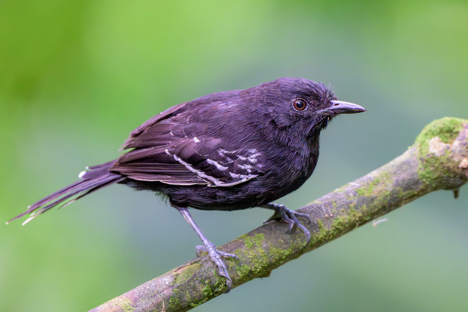 Jet Antbird