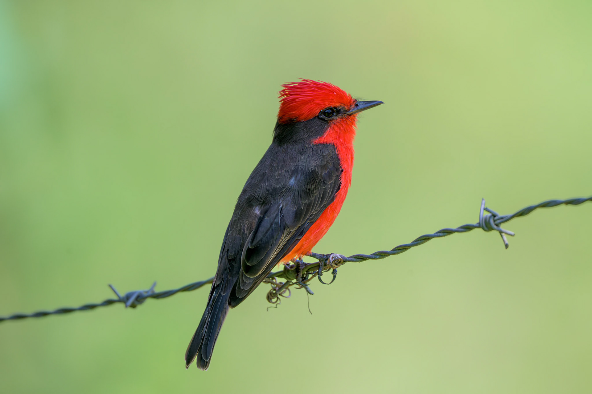 Vermillian Flycatcher