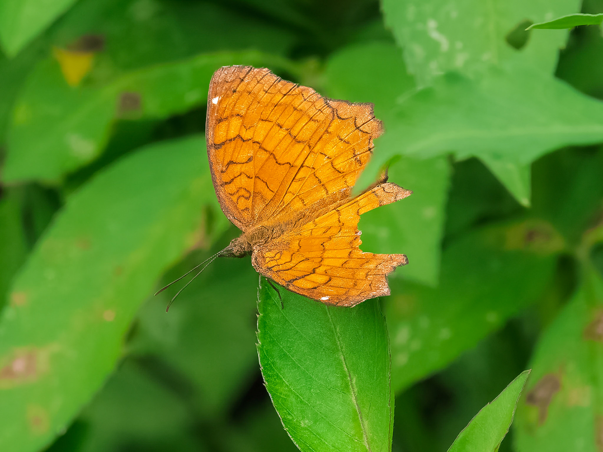 Cat Ba Island - Common Jay Butterfly