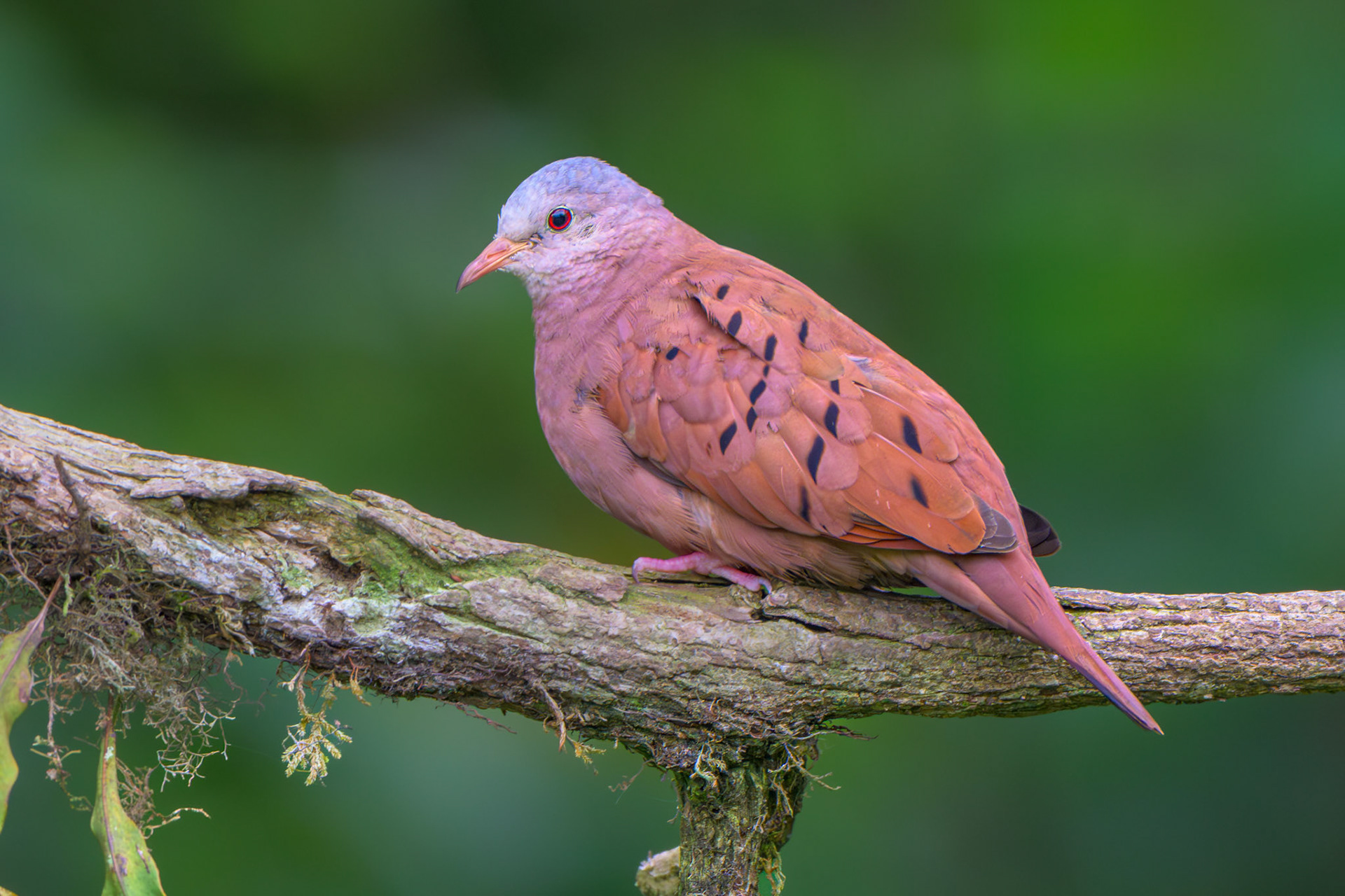 Ruddy Ground Dove