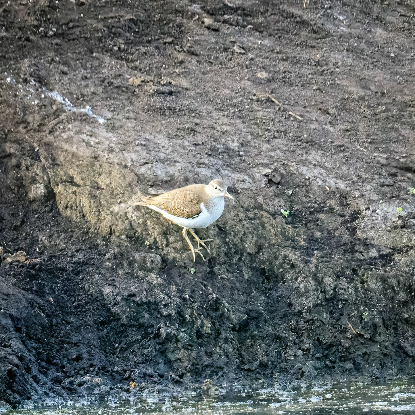 Common sandpiper