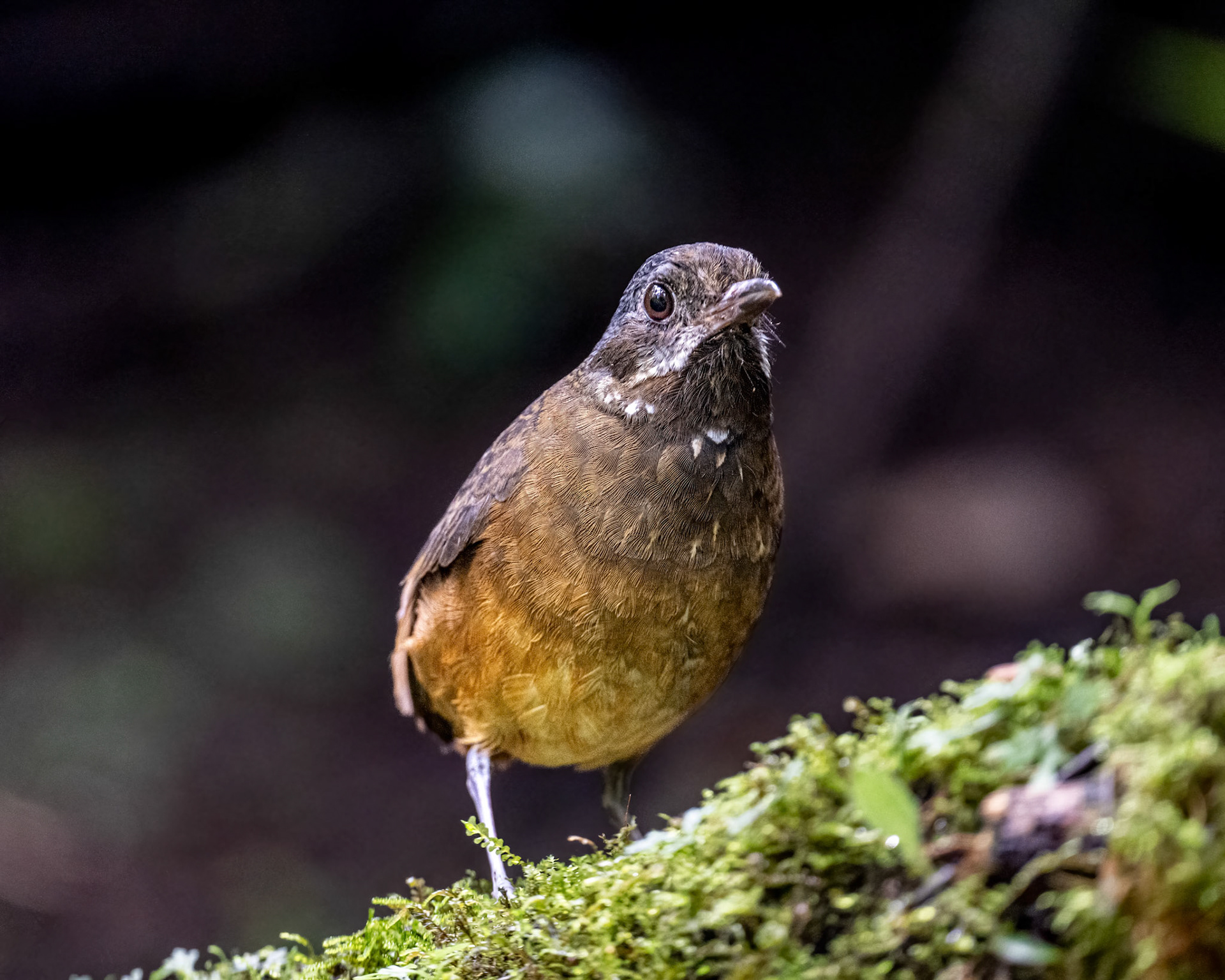 Moustached antpitta