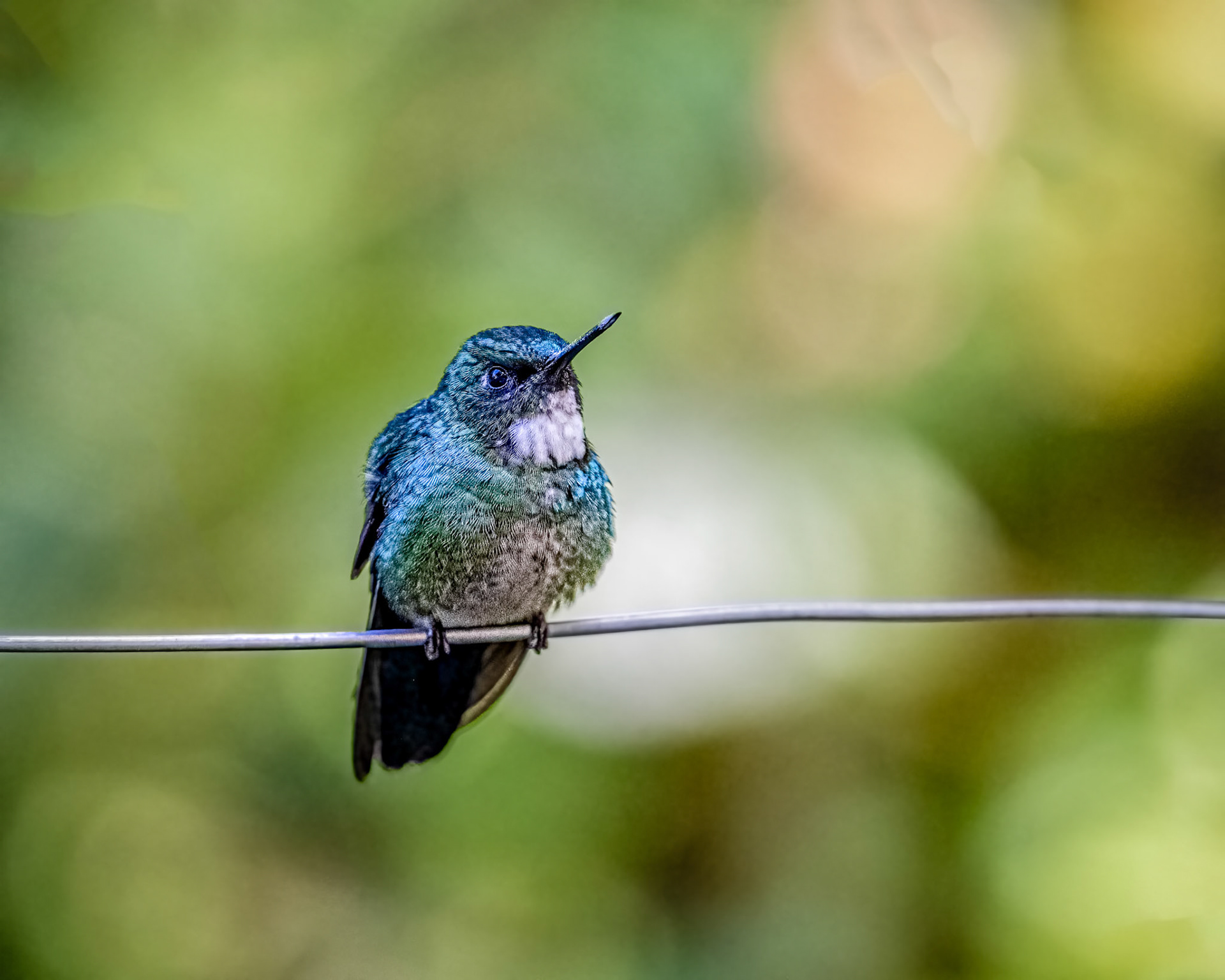 Tourmaline sunangel hummingbird