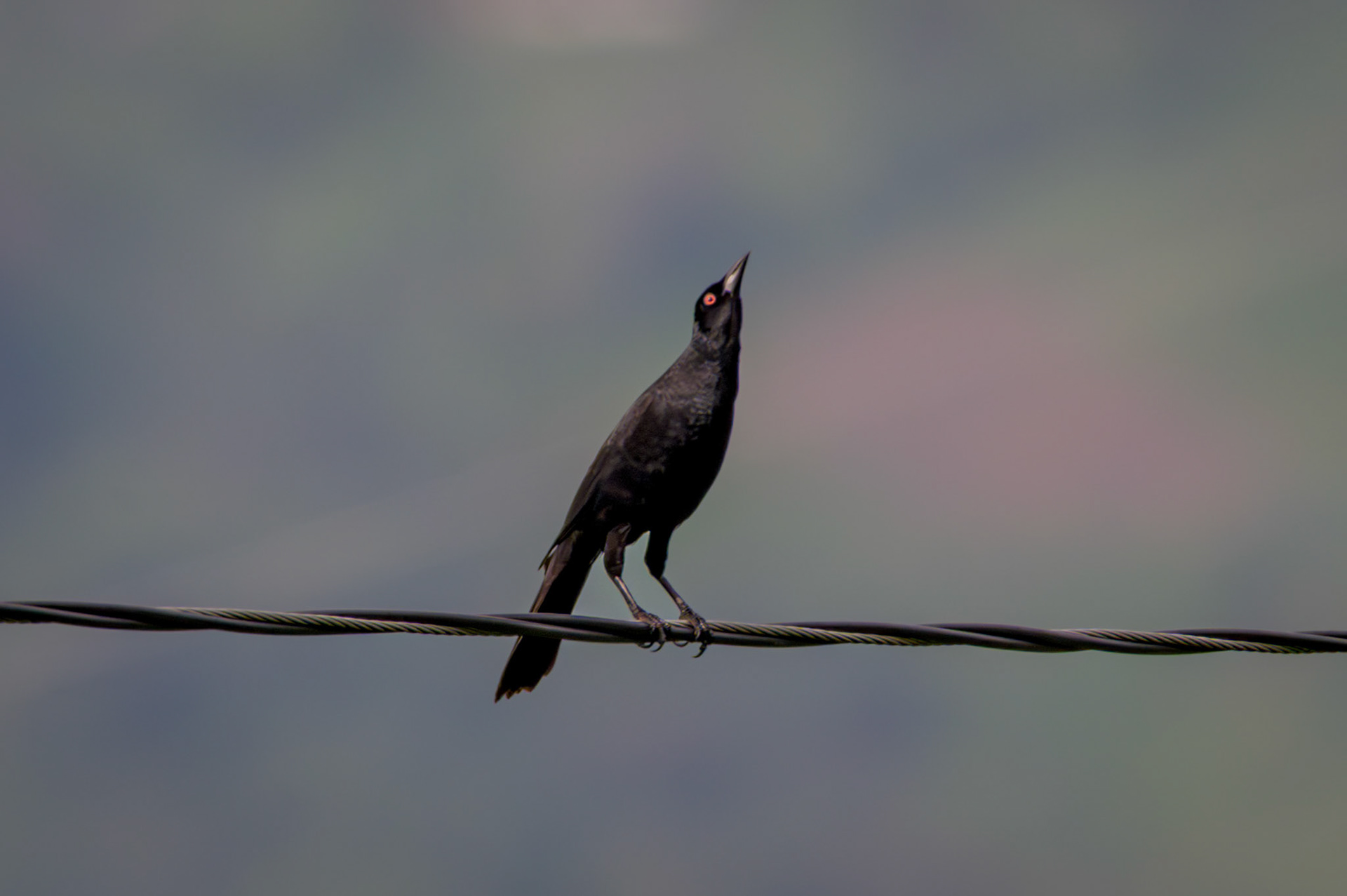 Giant Cowbird