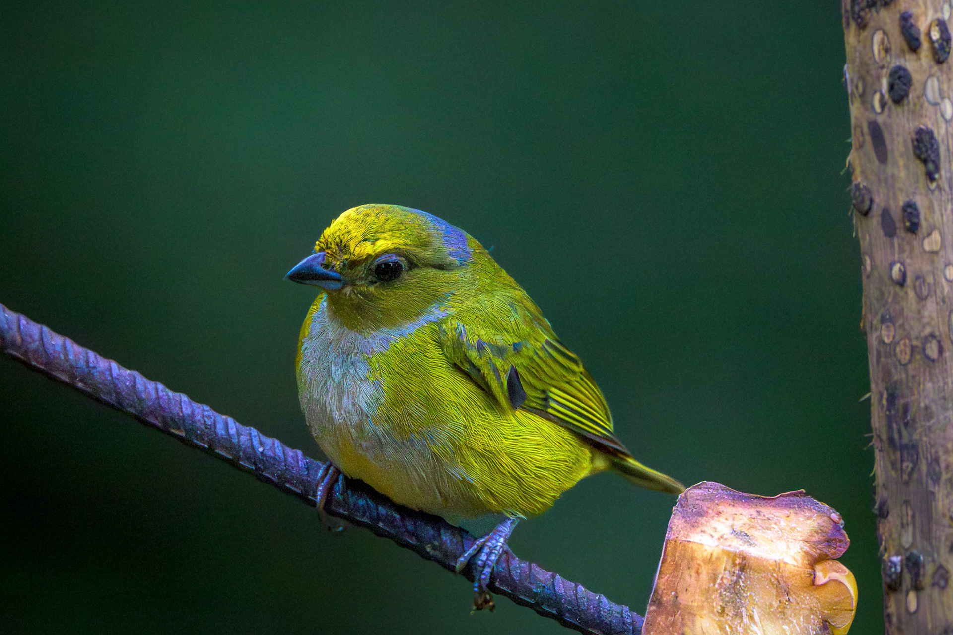 Blue-naped Chlorophonia