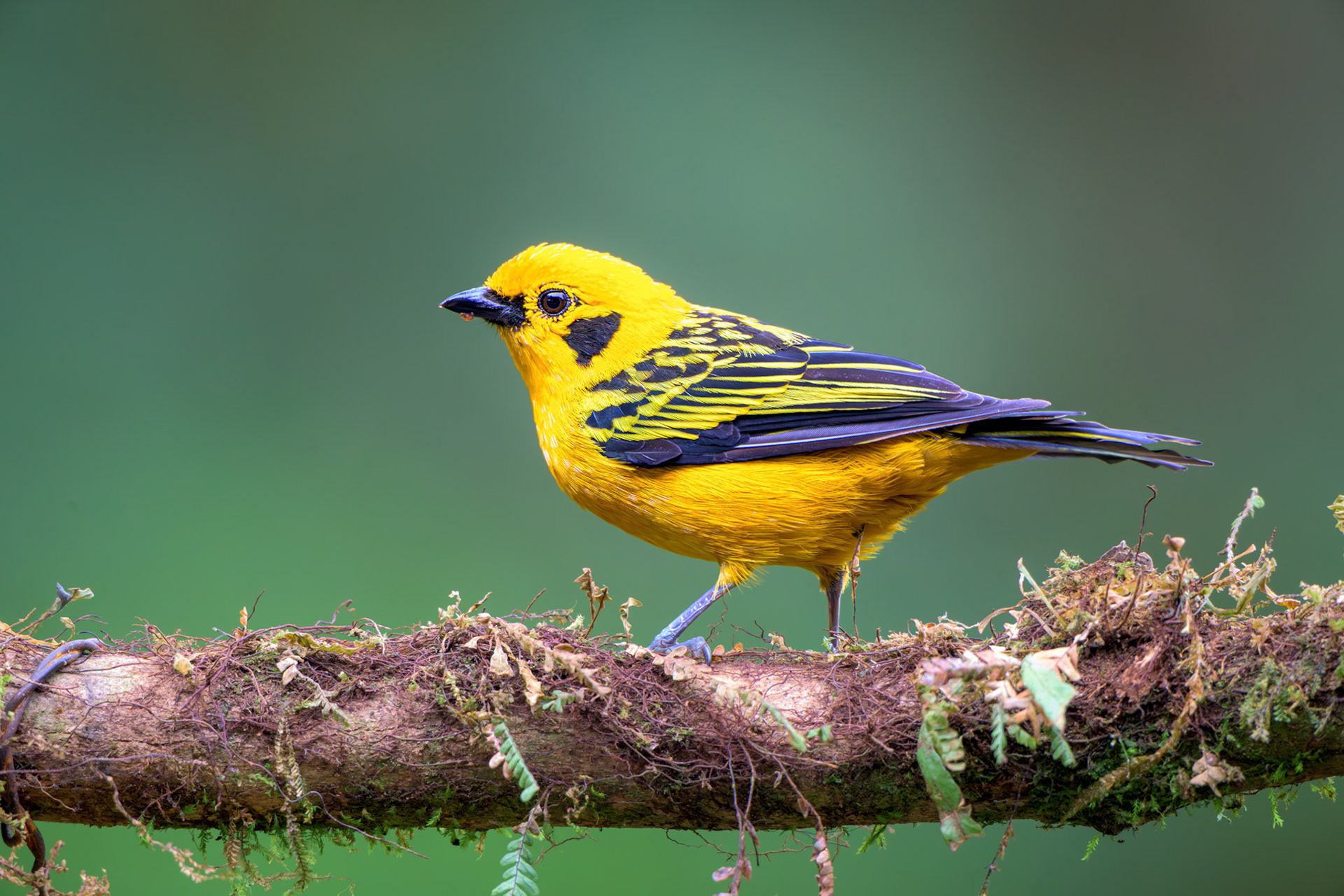 Golden Tanager