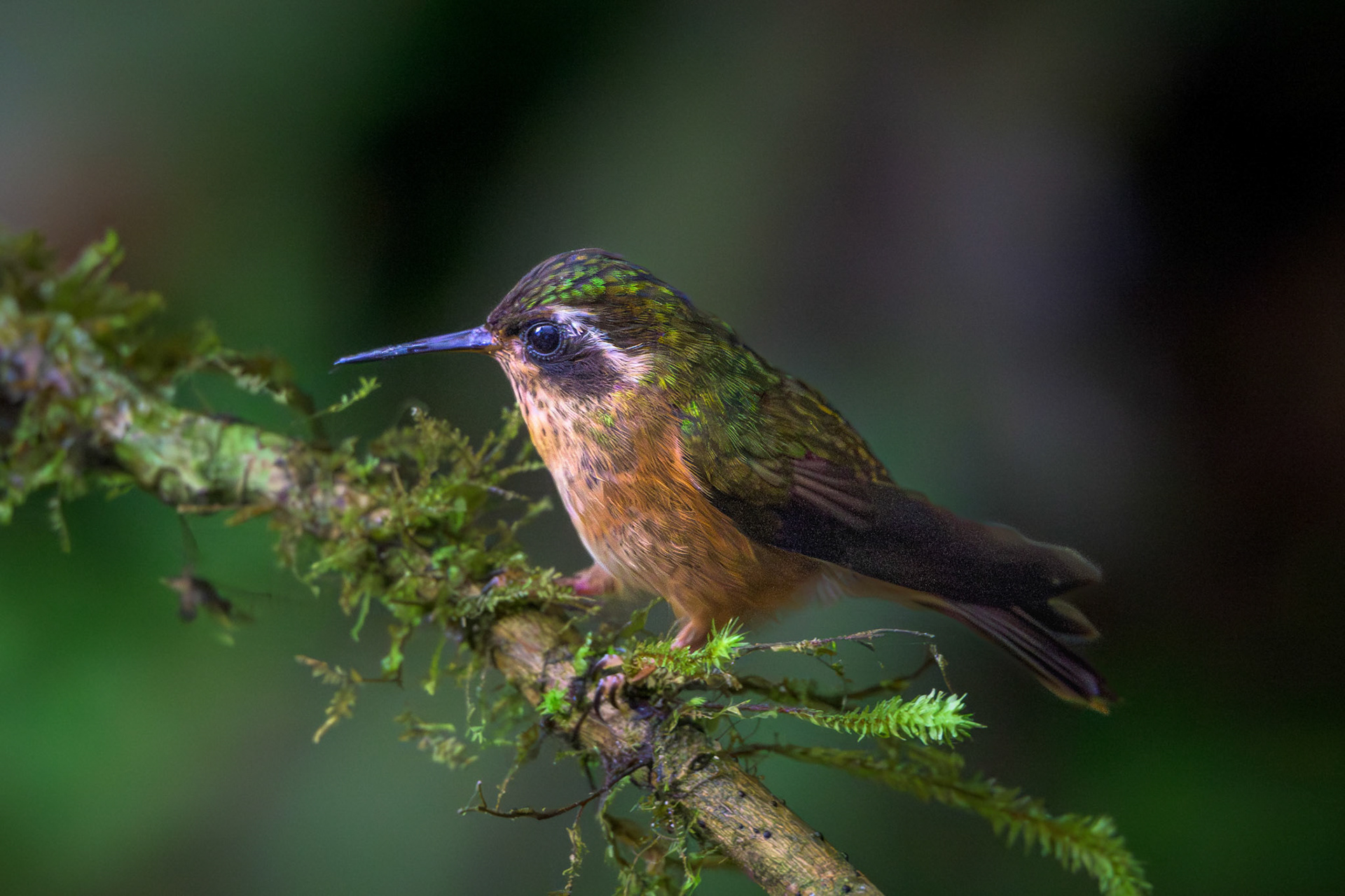 Speckled Hummingbird