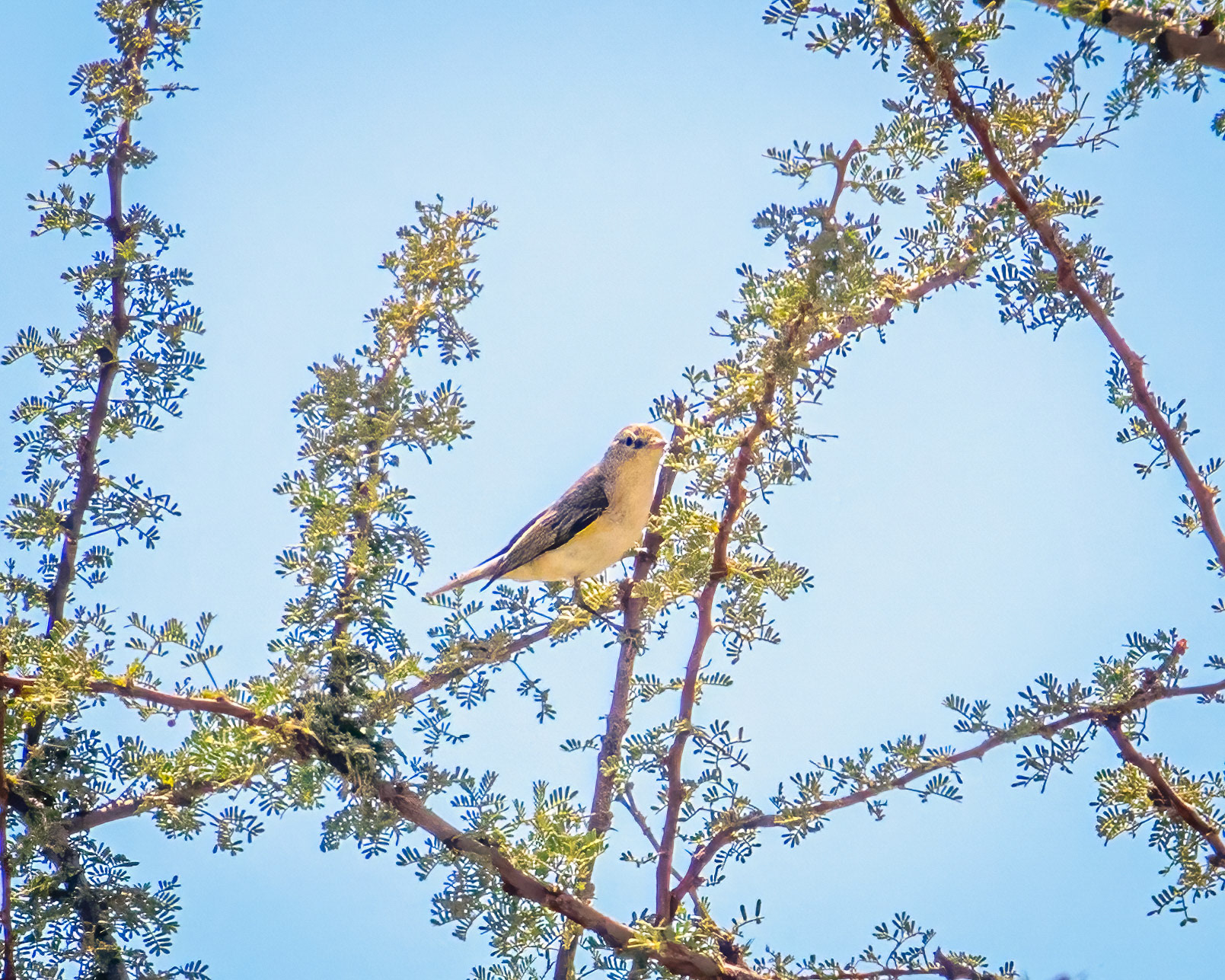 Common chiffchaff