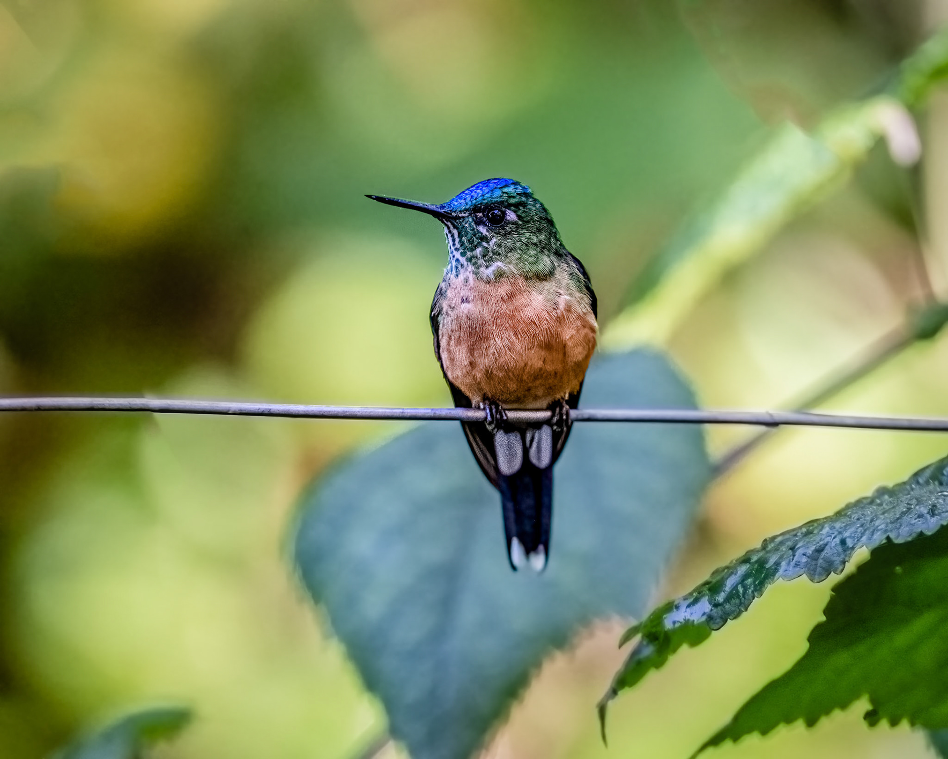 Violet-tailed sylph hummingbird