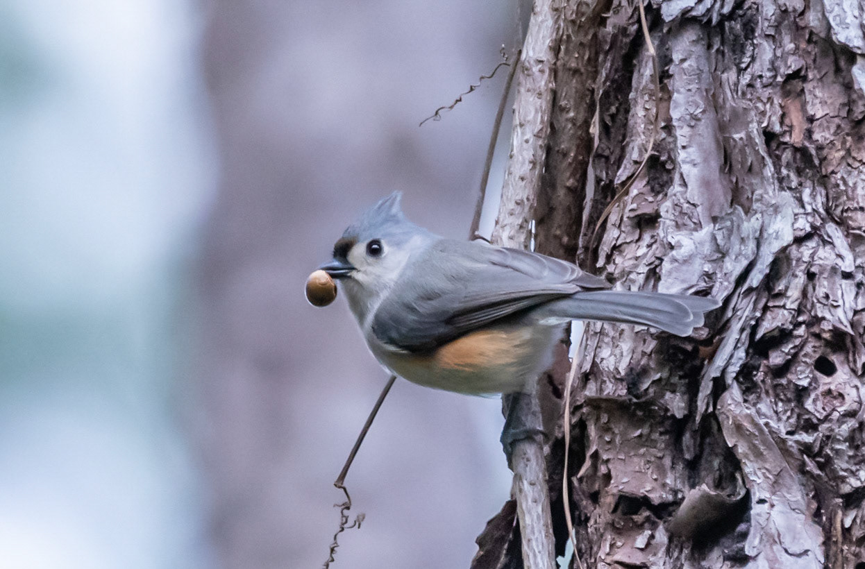 Tufted Titmouse