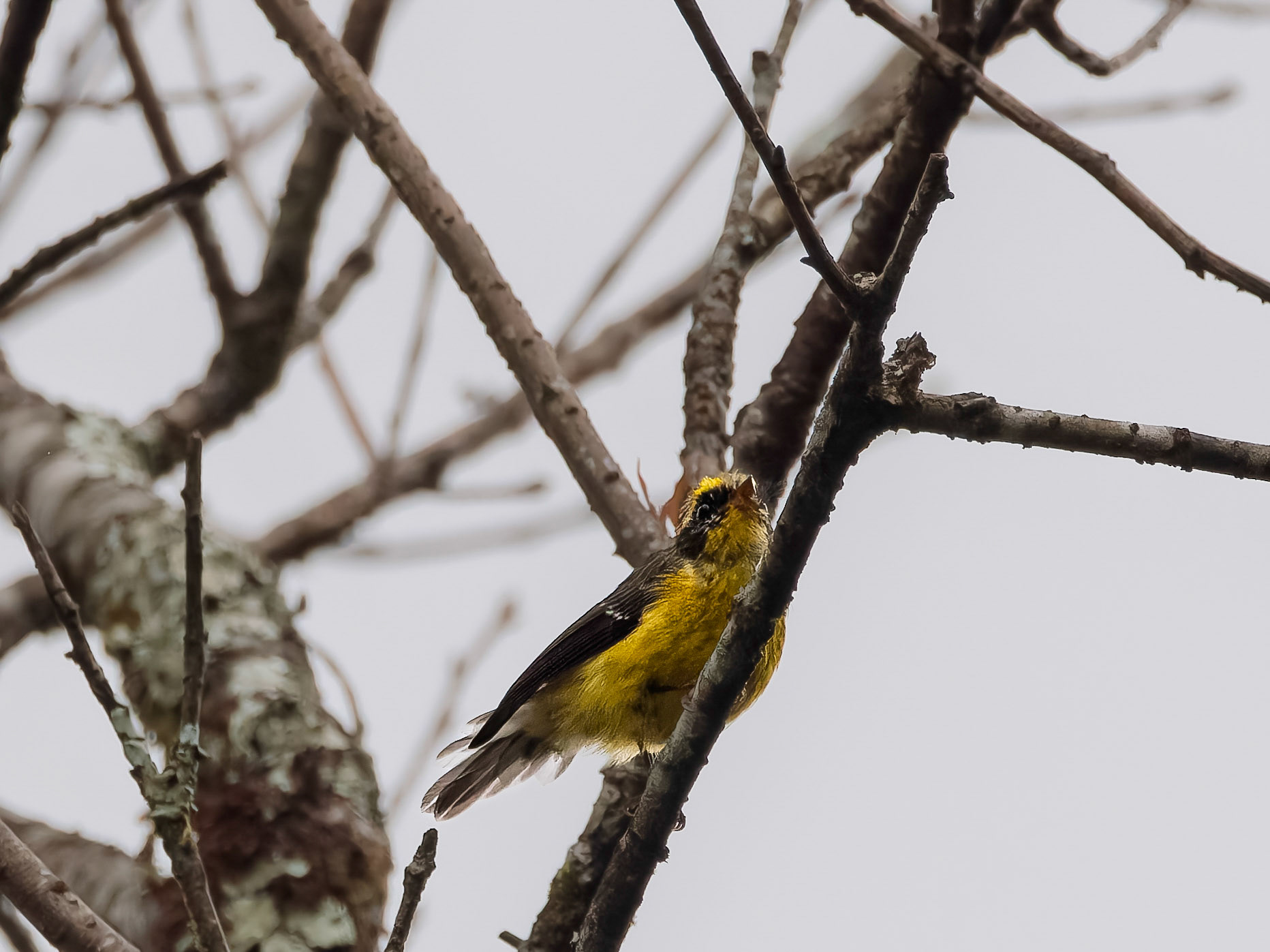 Many-colored Rush Tyrant