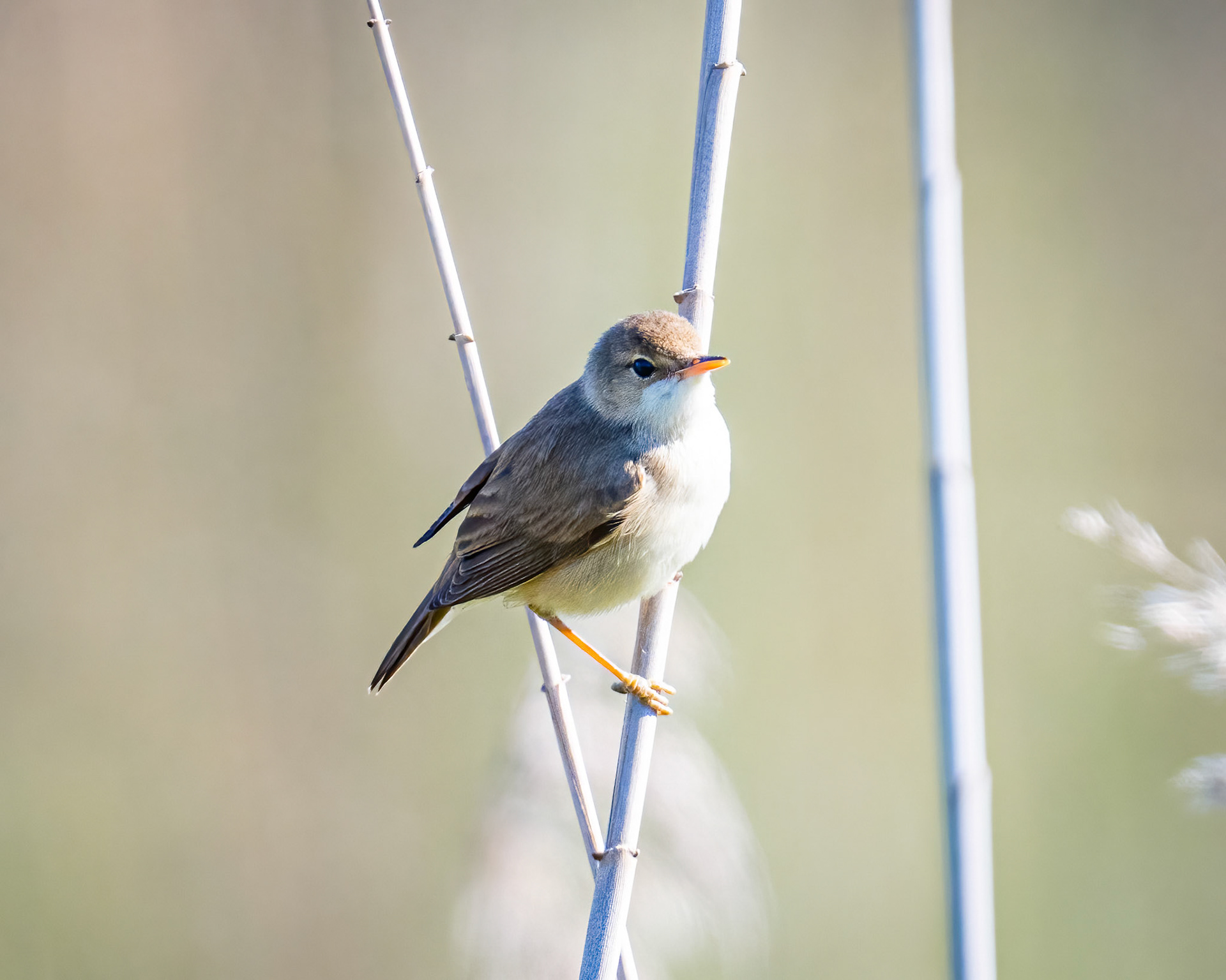 Marsh warbler
