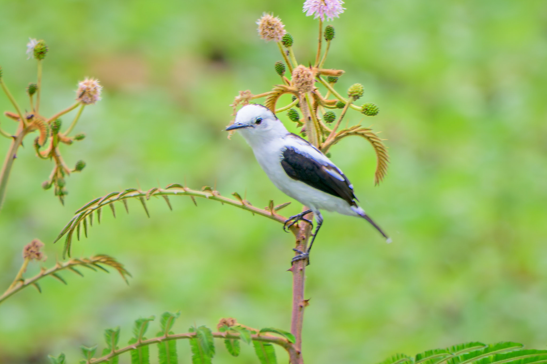 Pied Water-Tyrant