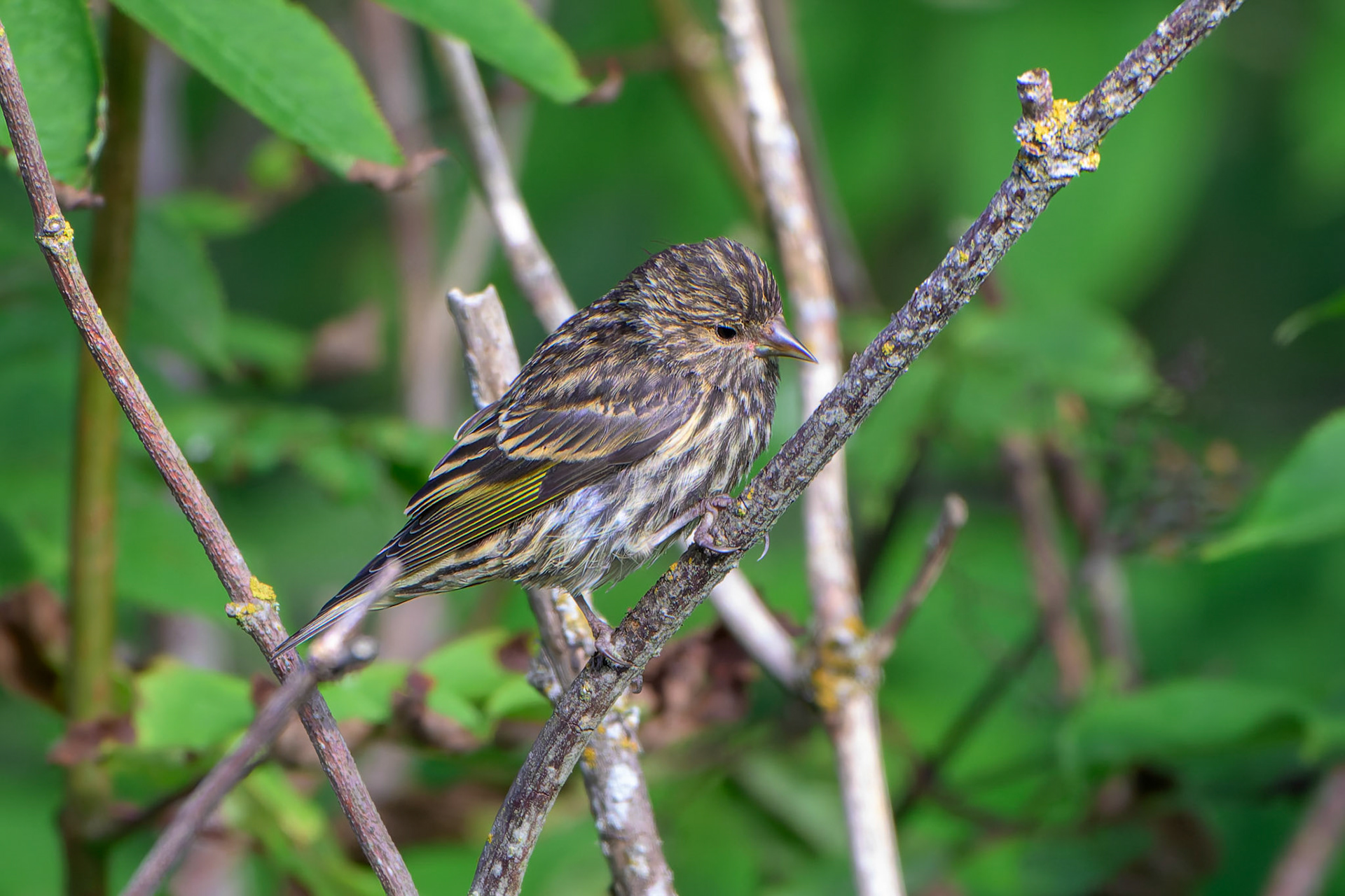 Pine Siskin