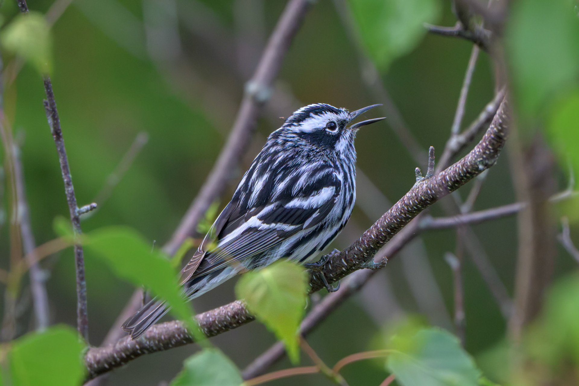 Bay-breasted Warbler