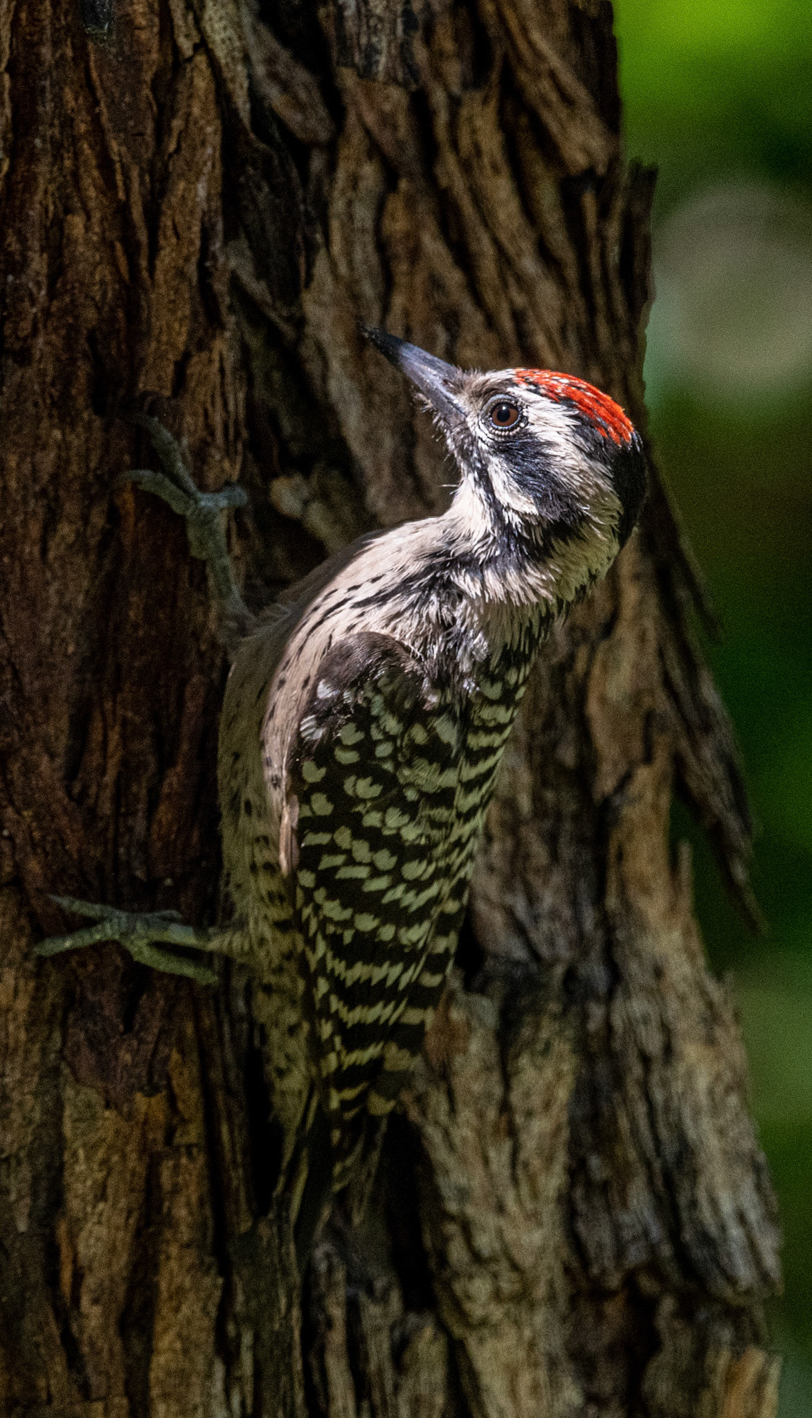 Ladder-backed Woodpecker