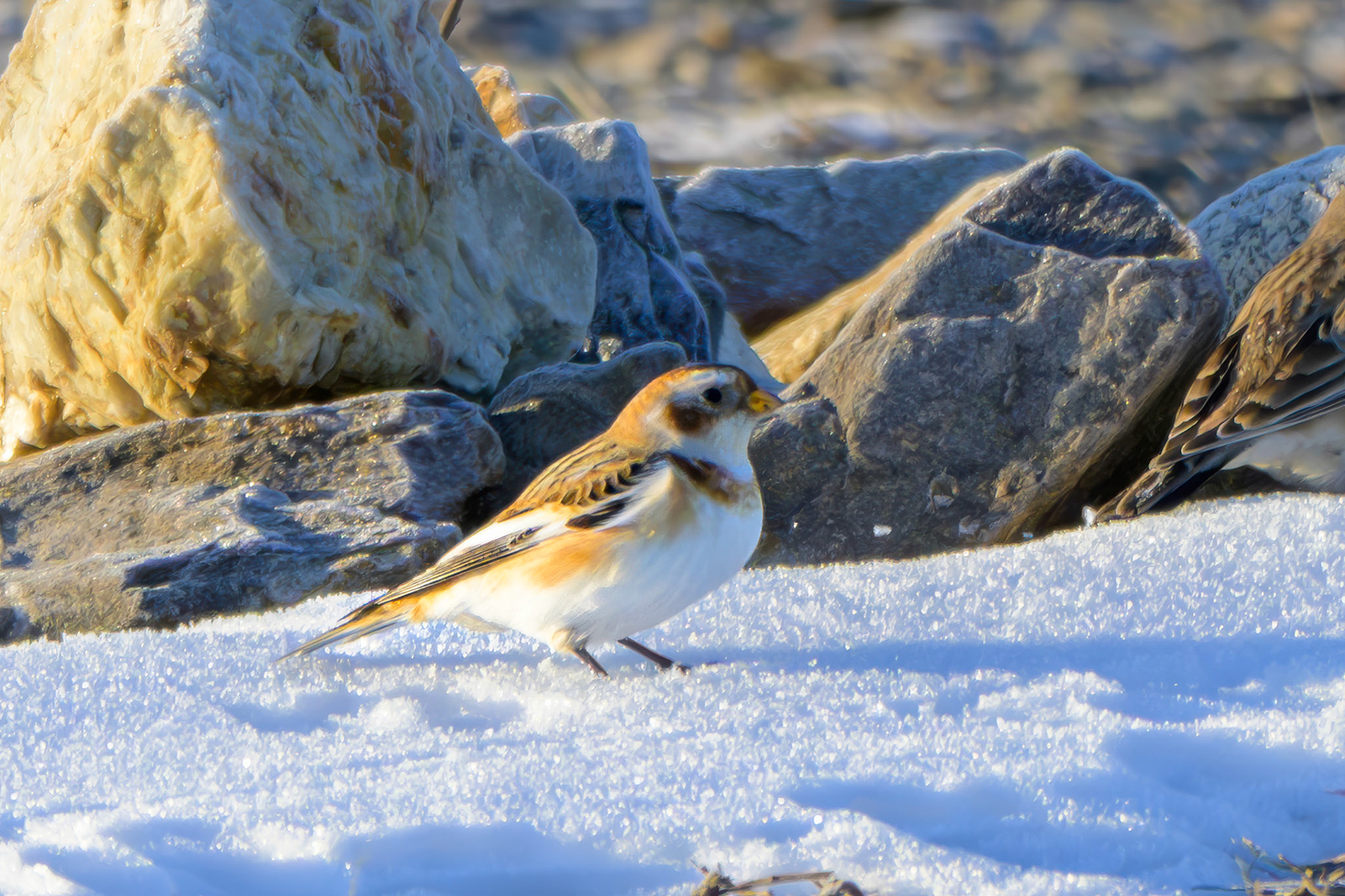 Snow bunting